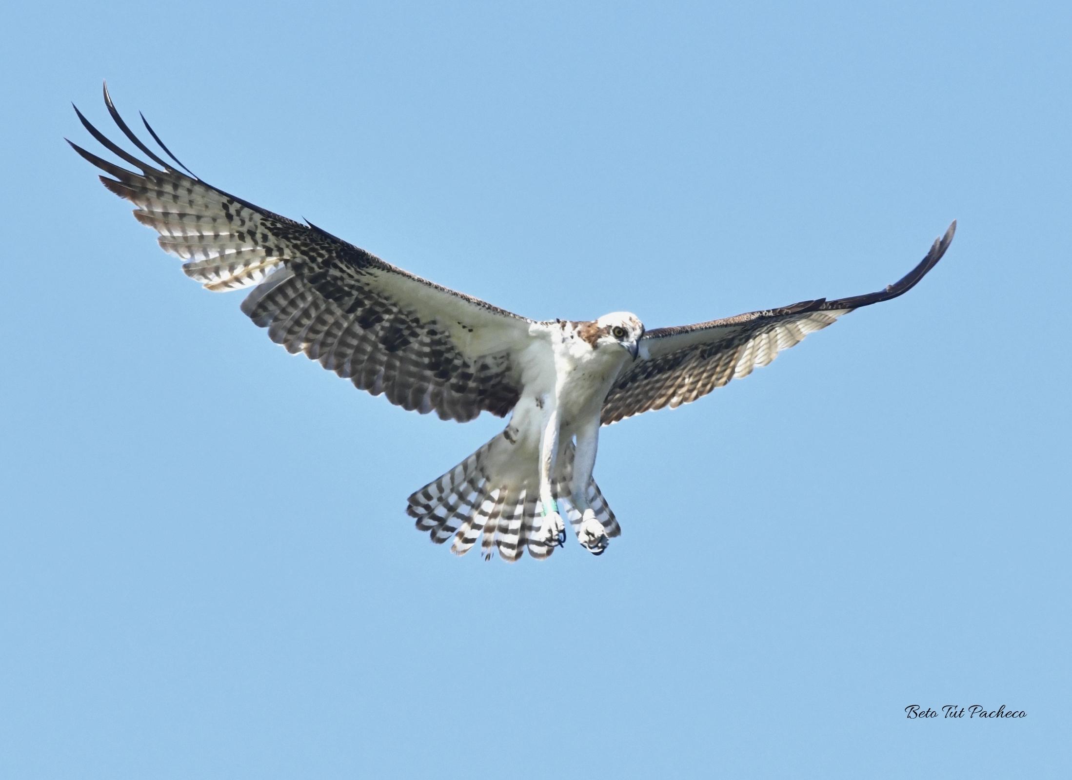 Pandion haliaetus