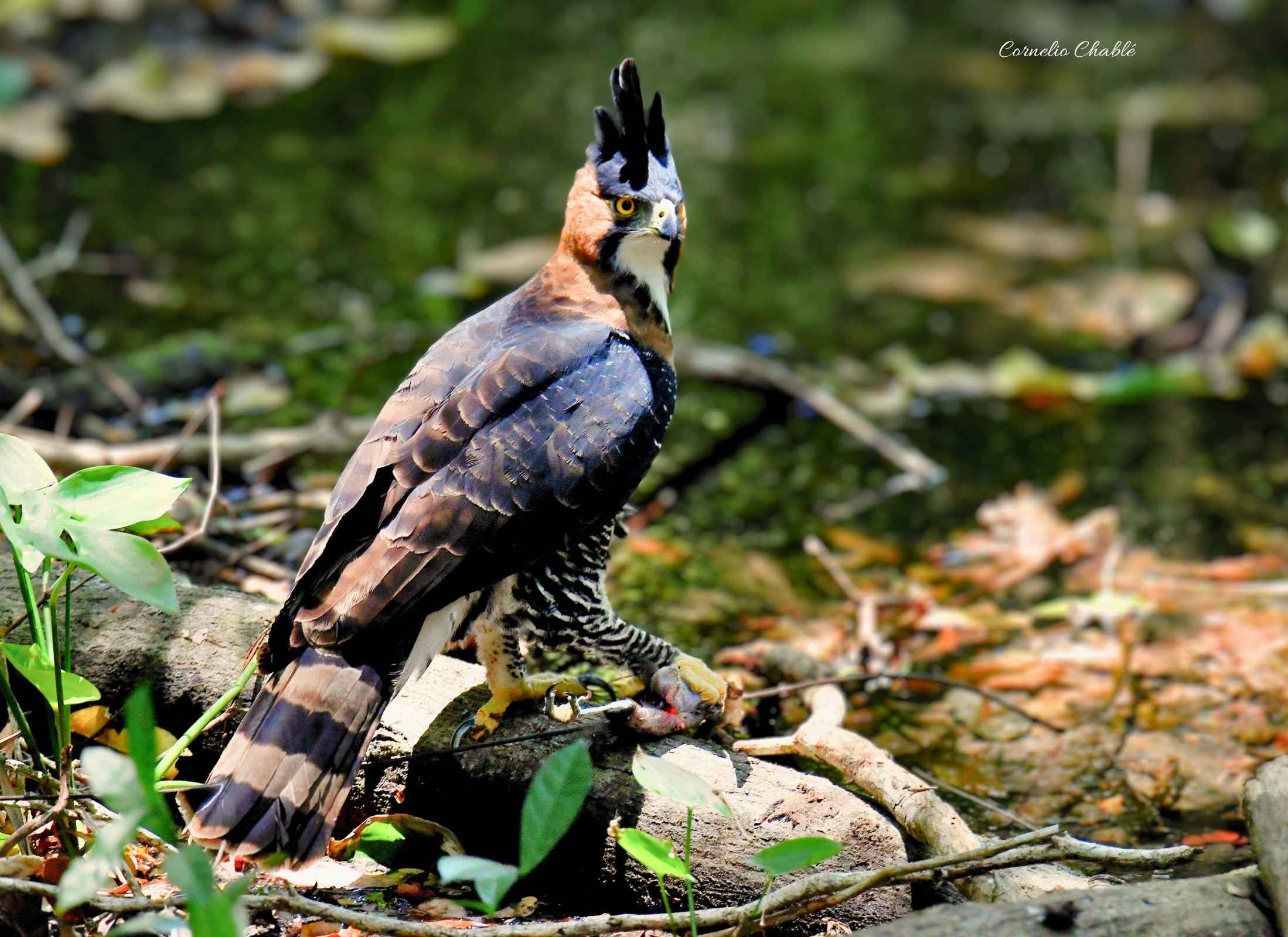 Spizaetus ornatus