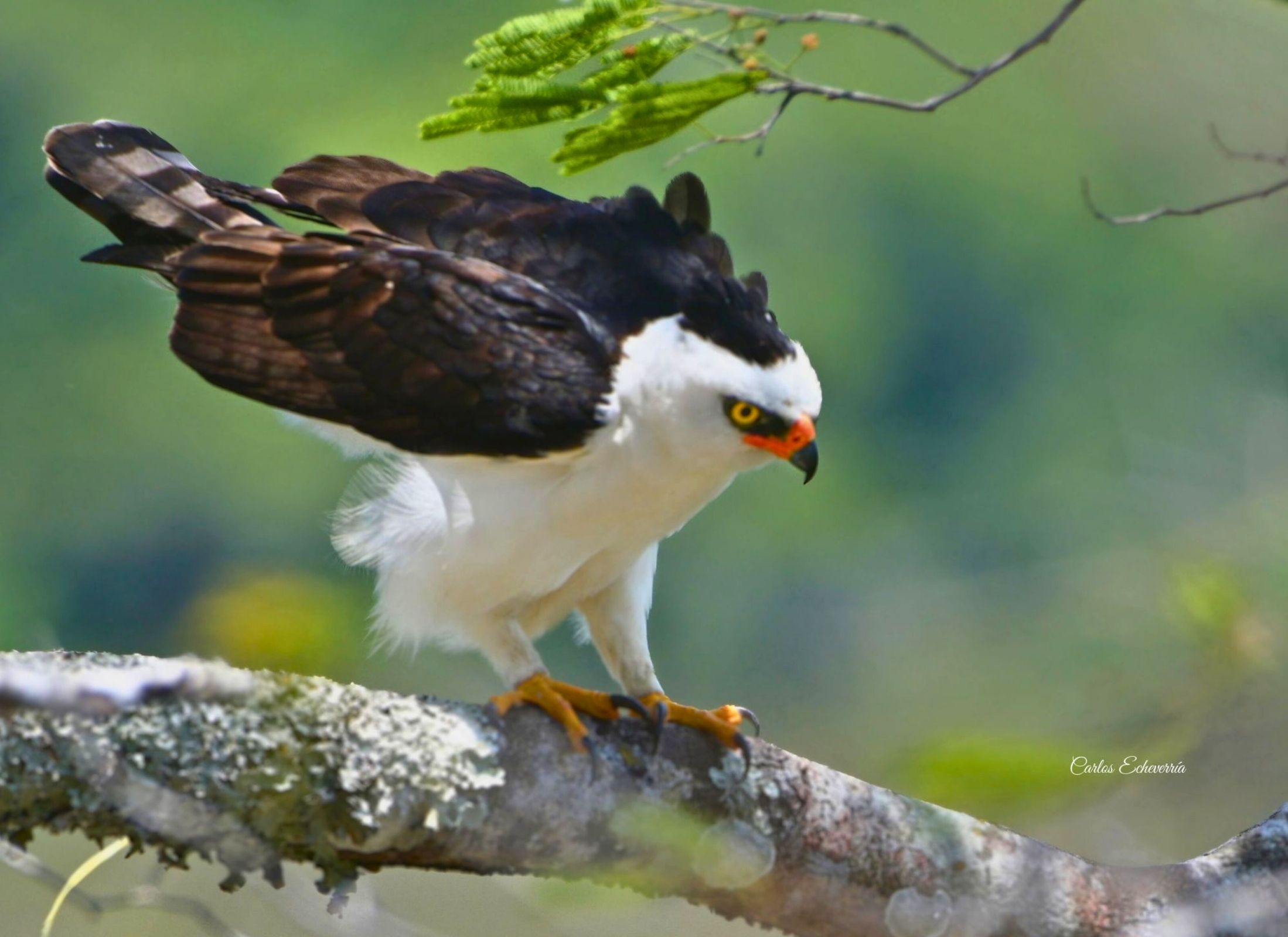 Spizaetus melanoleucus