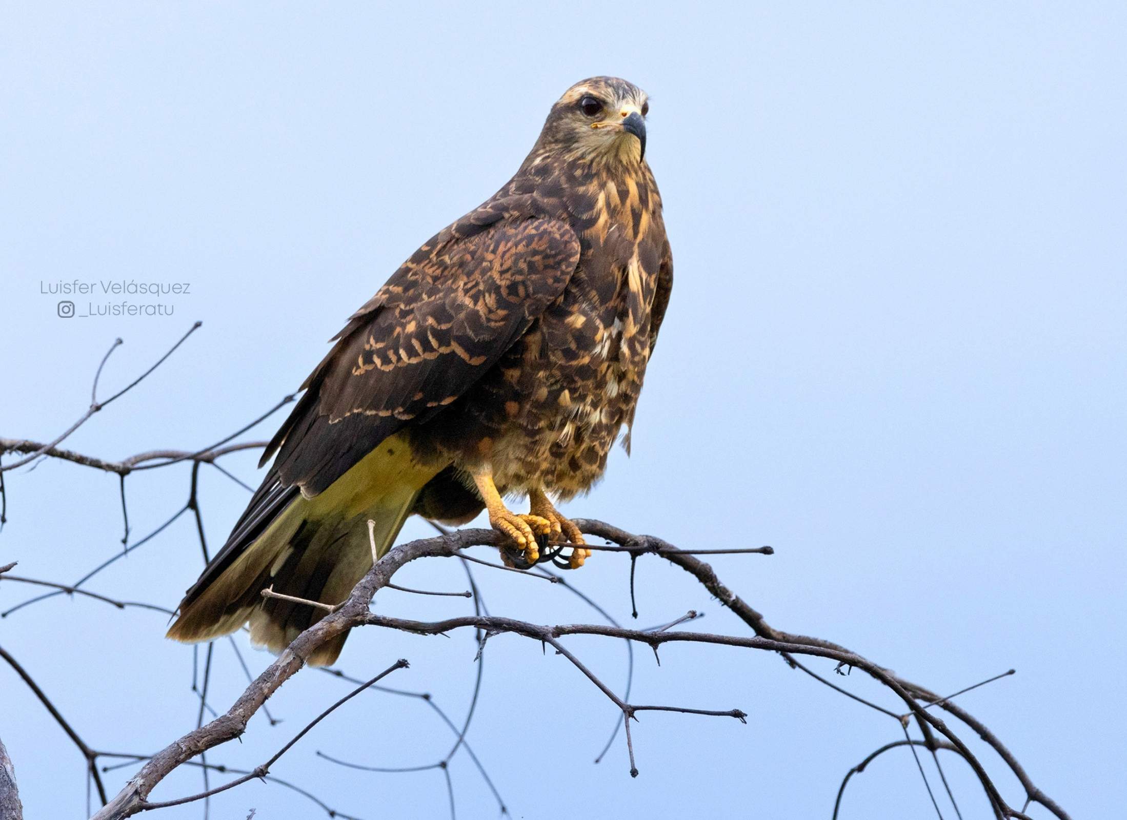 Rostrhamus sociabilis