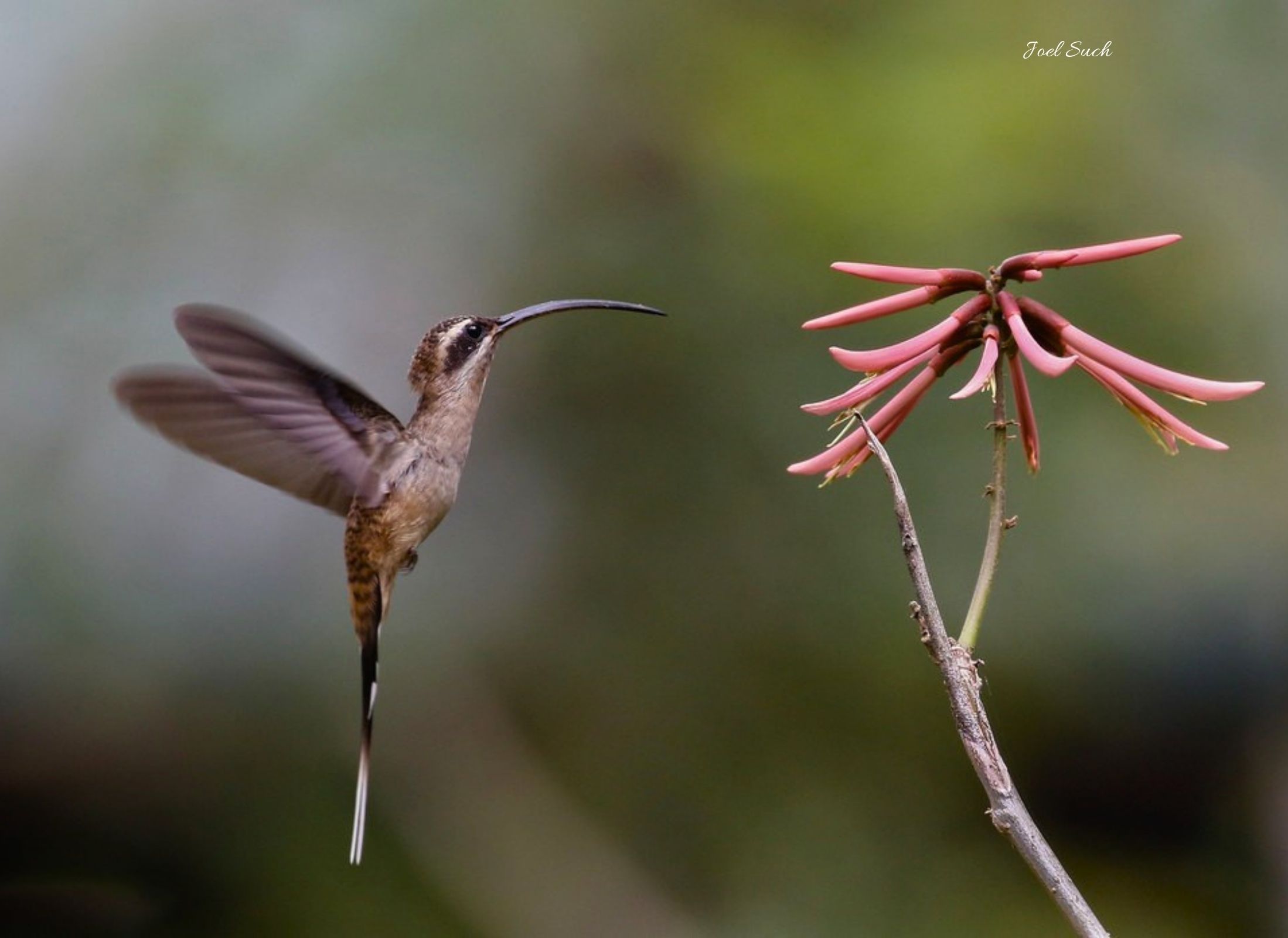 Phaethornis longirostris