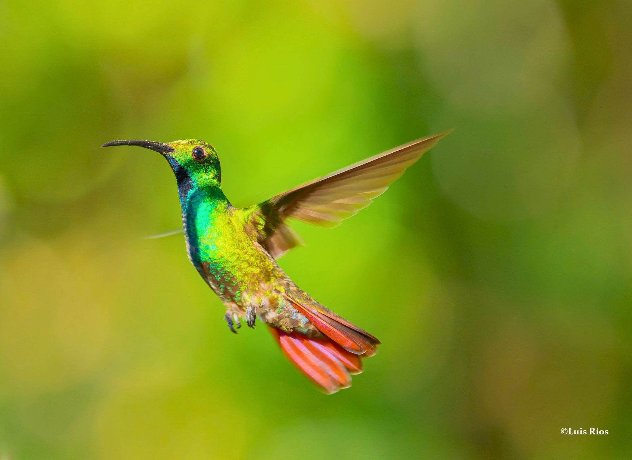 Anthracothorax prevostii