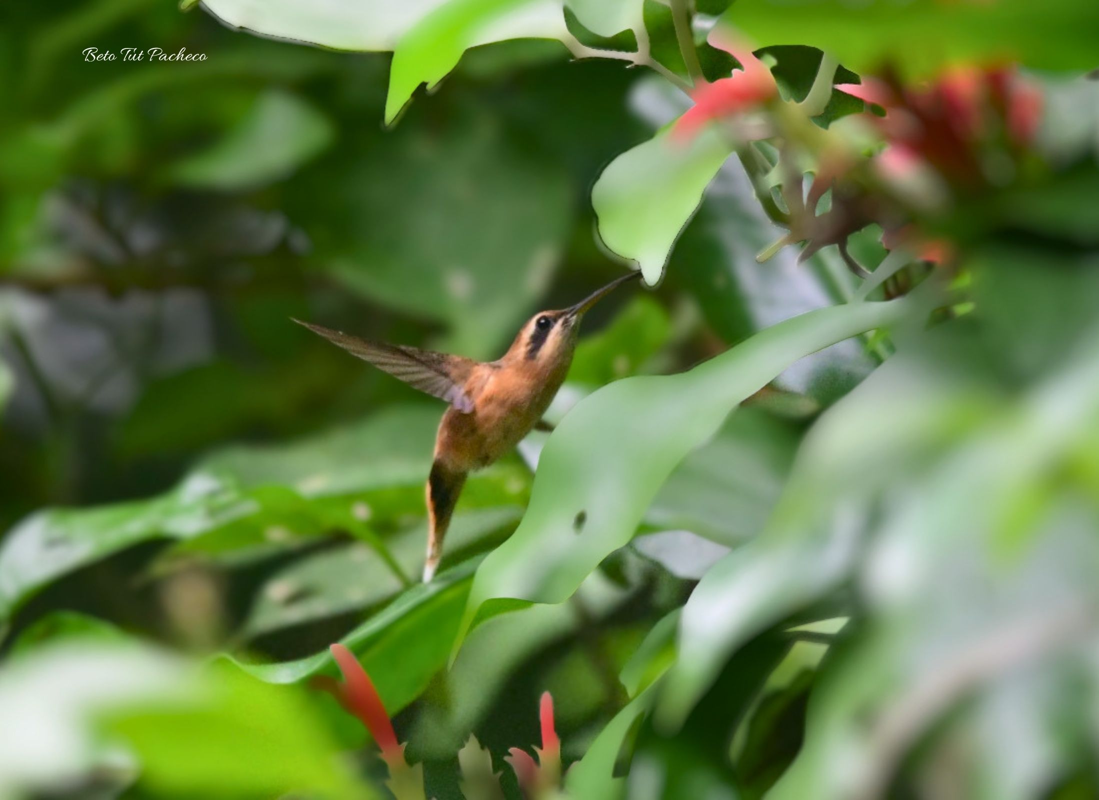 Phaethornis-striigularis