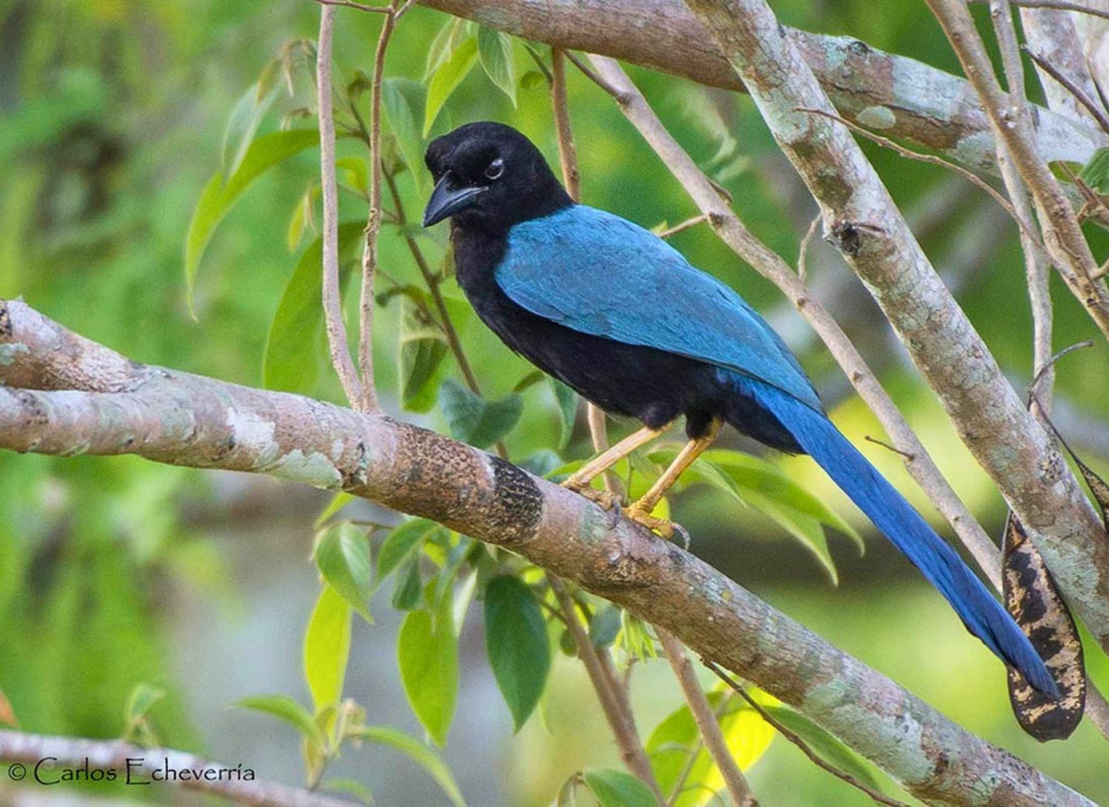 Cyanocorax yucatanicus