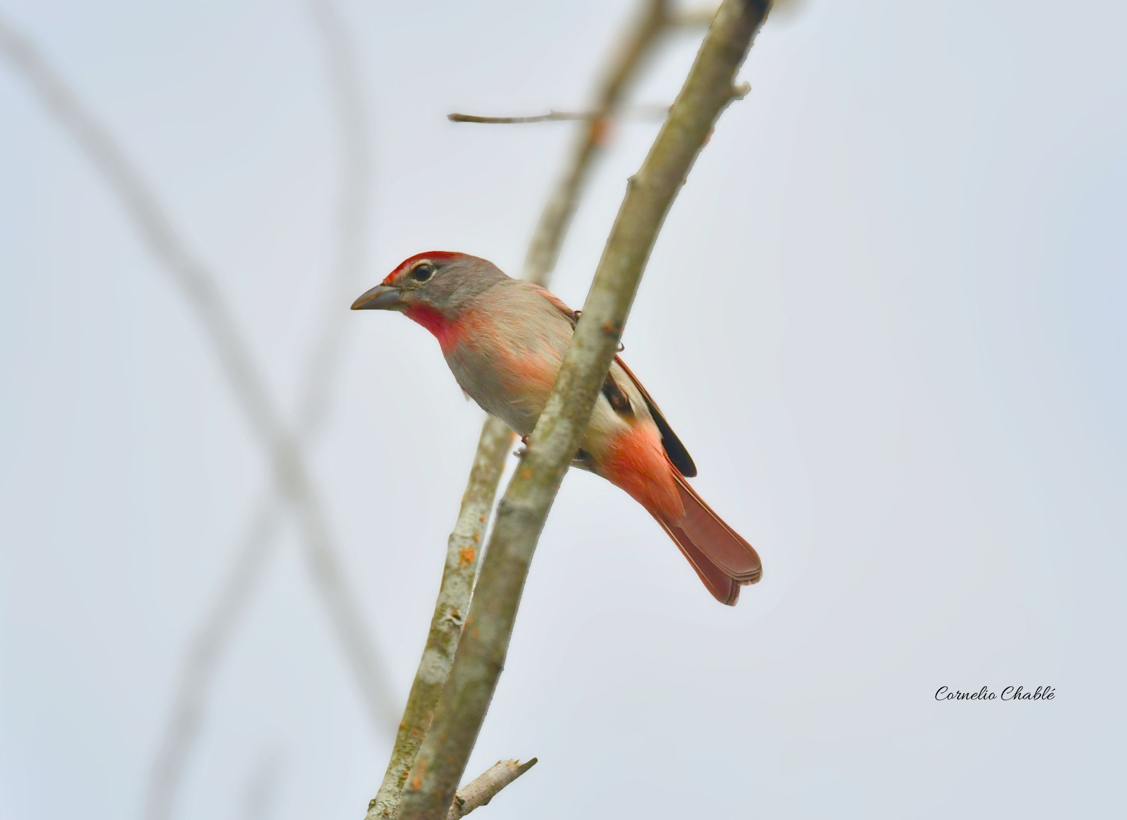 Rose troated Tanager