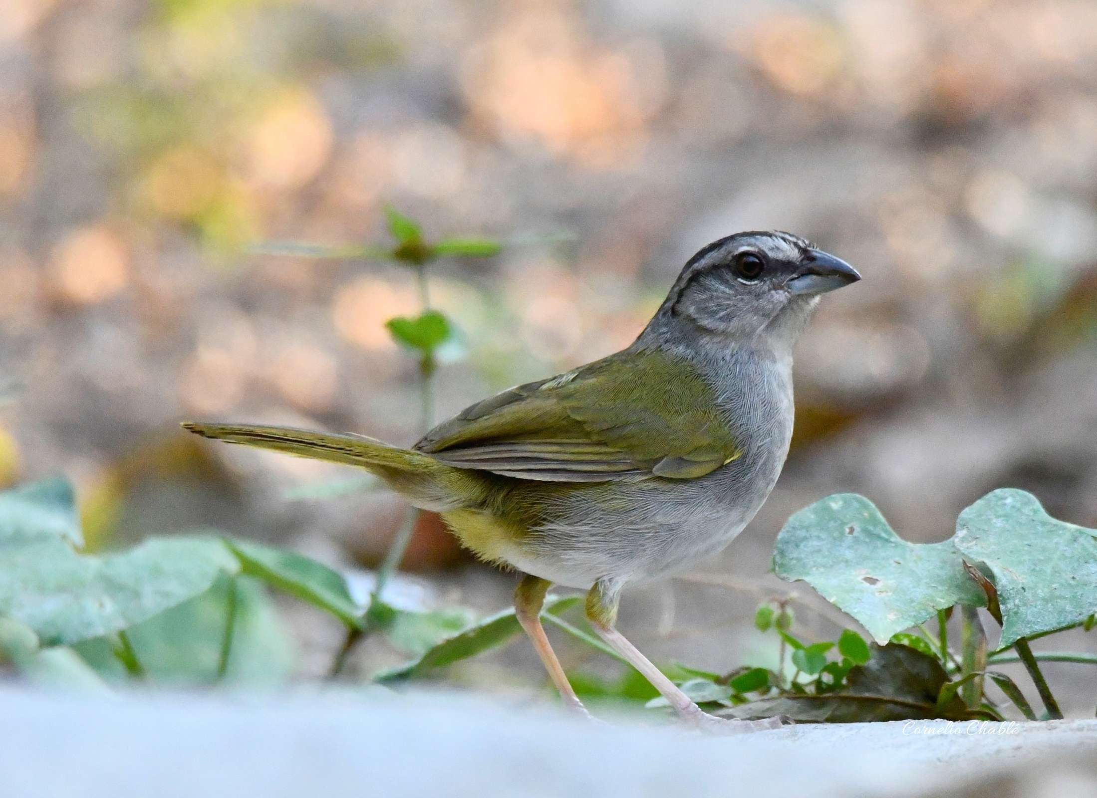 Arremonops chloronotus