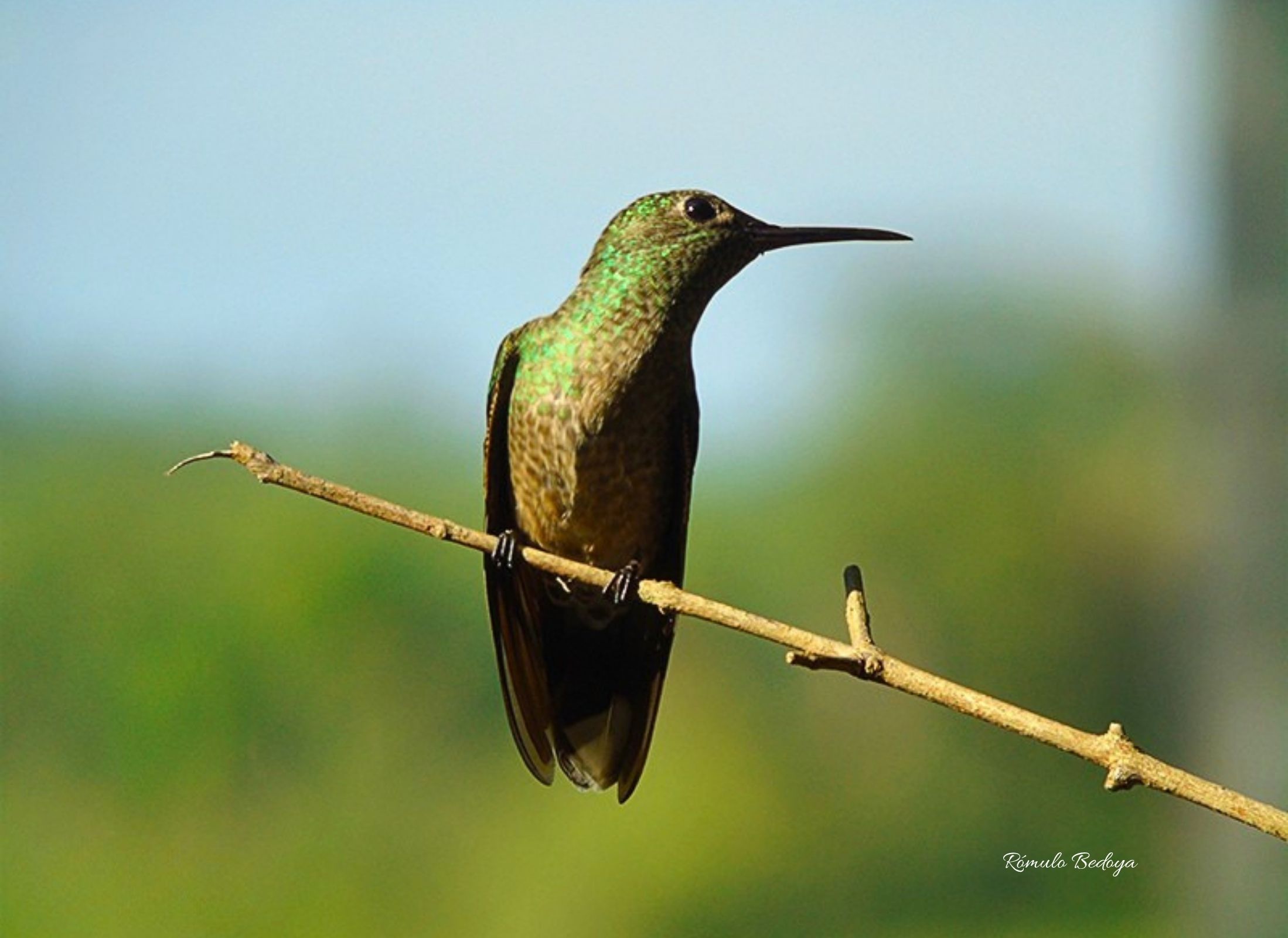 Scaly-breasted Hummingbird