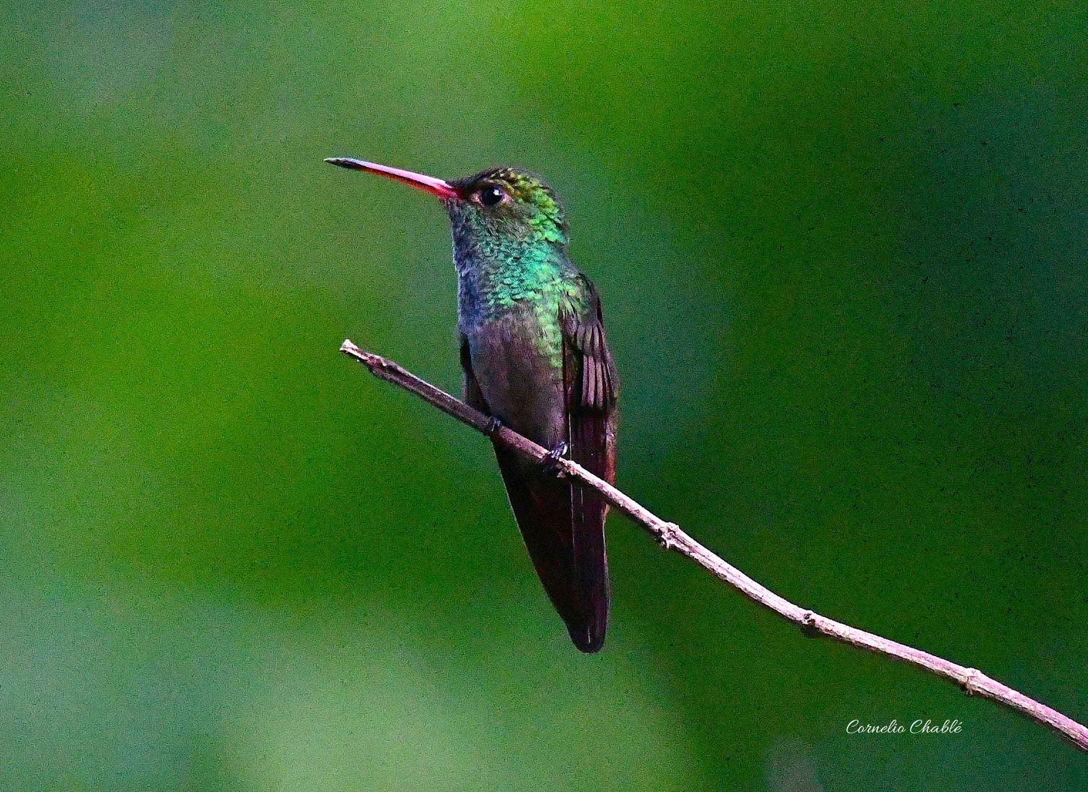 Rufous-tailed Hummingbird