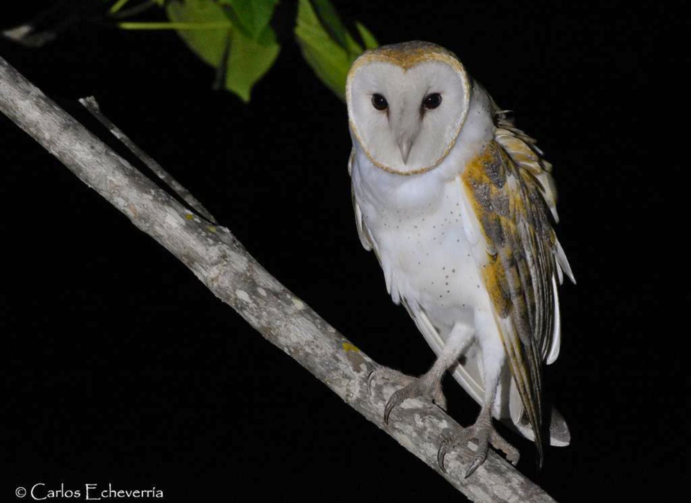 American Barn Owl