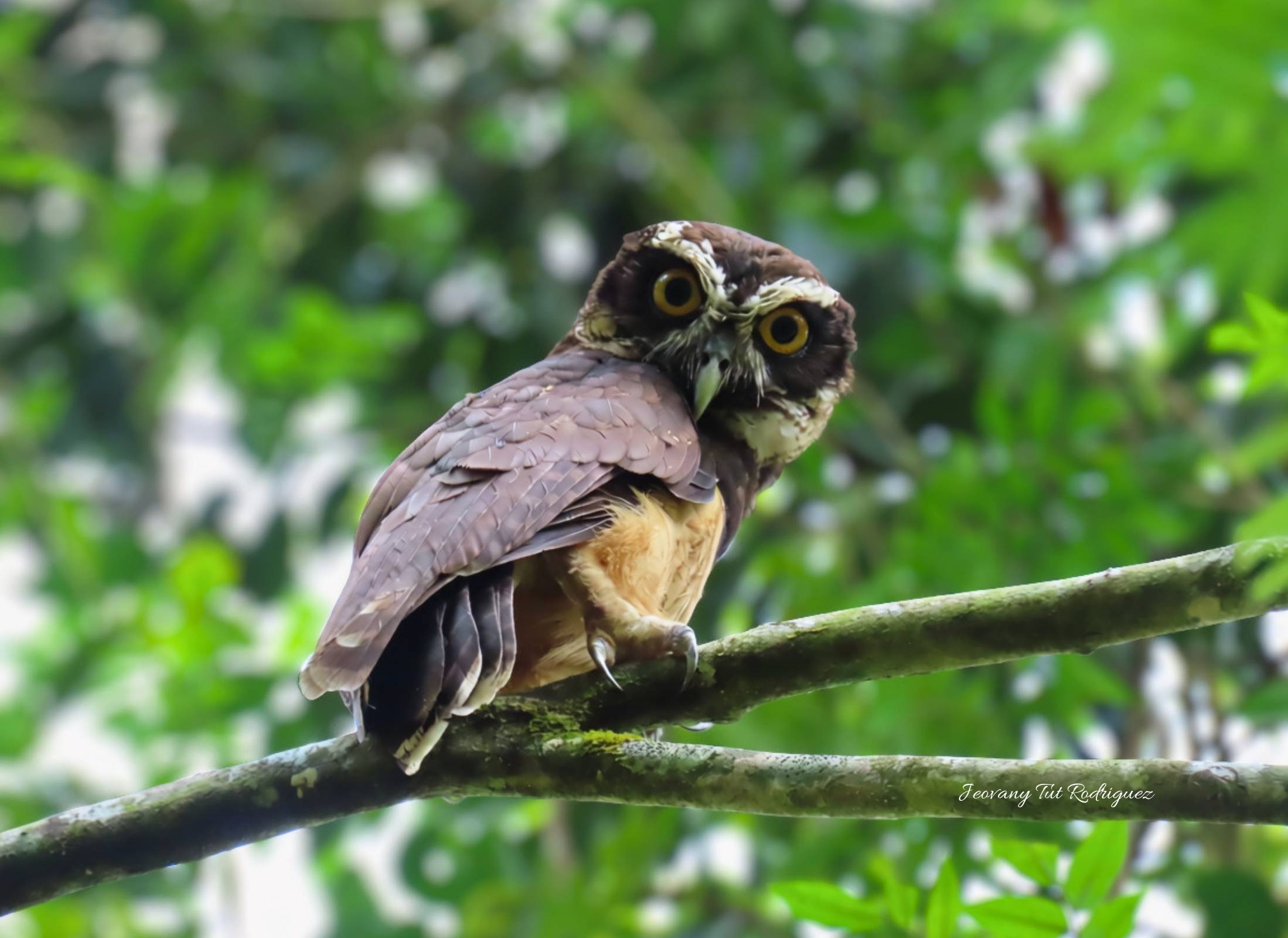 Spectacled Owl