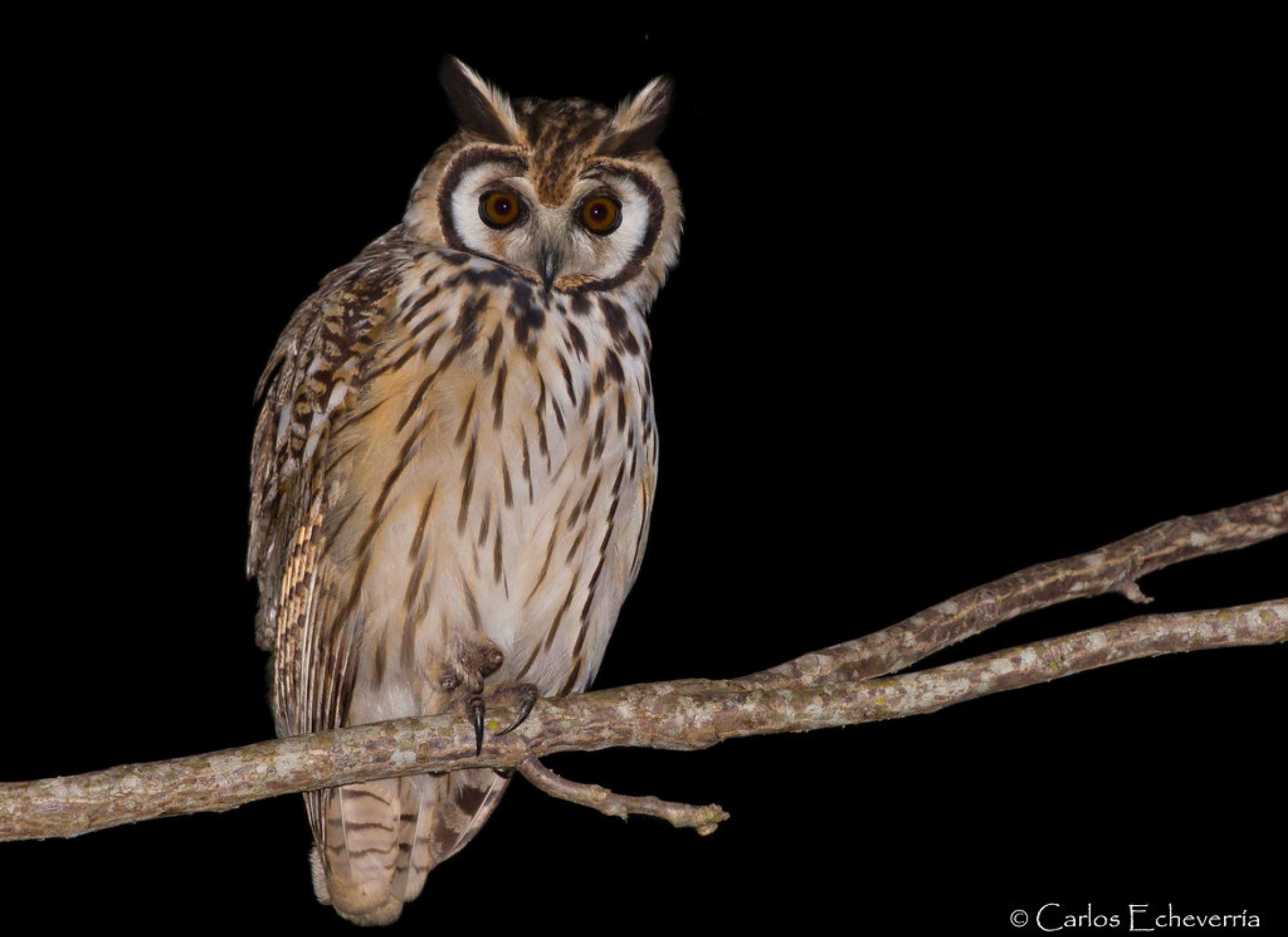 Striped Owl