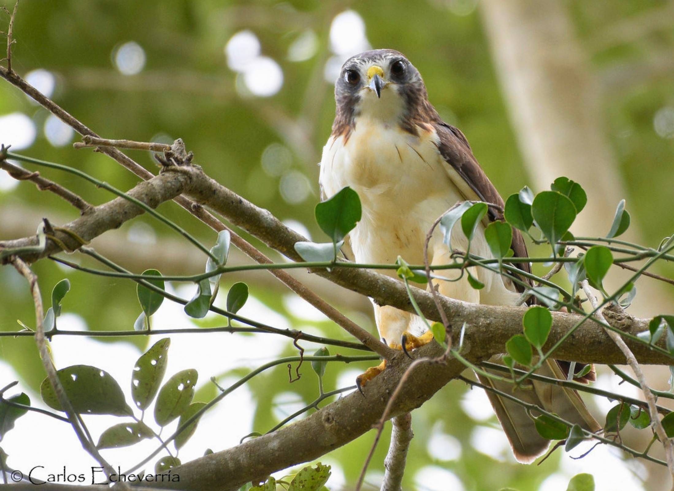 Short-tailed Hawk
