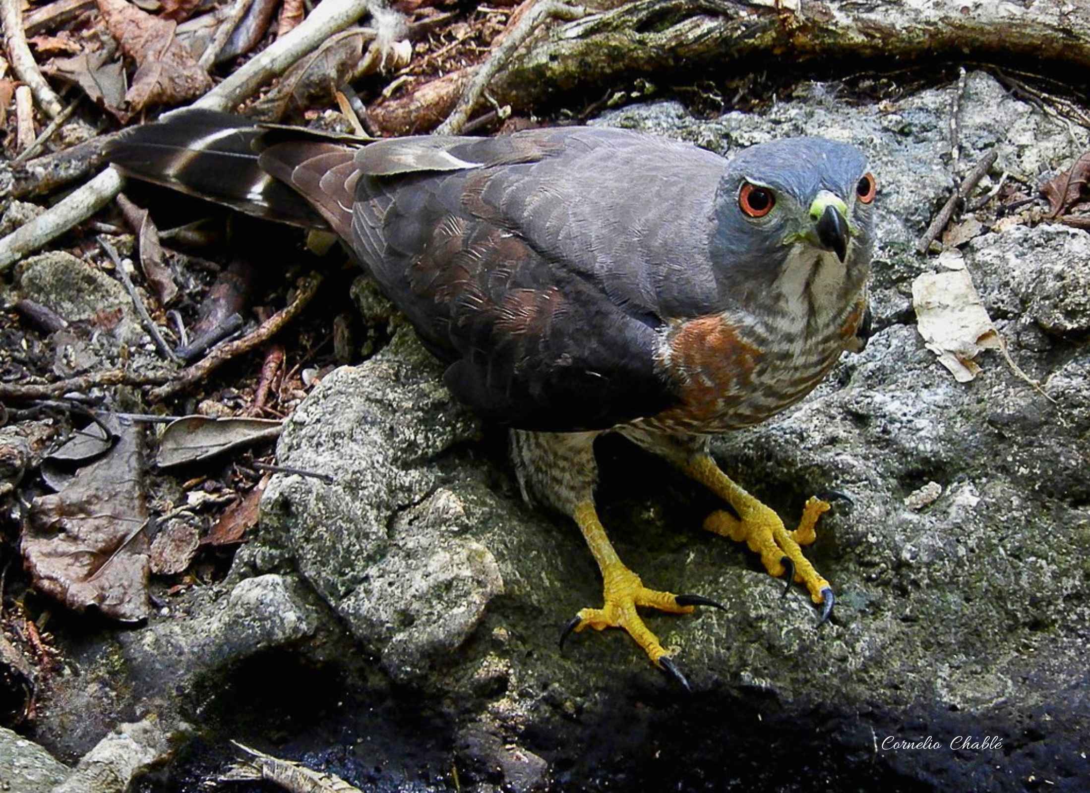 Double-toothed Kite
