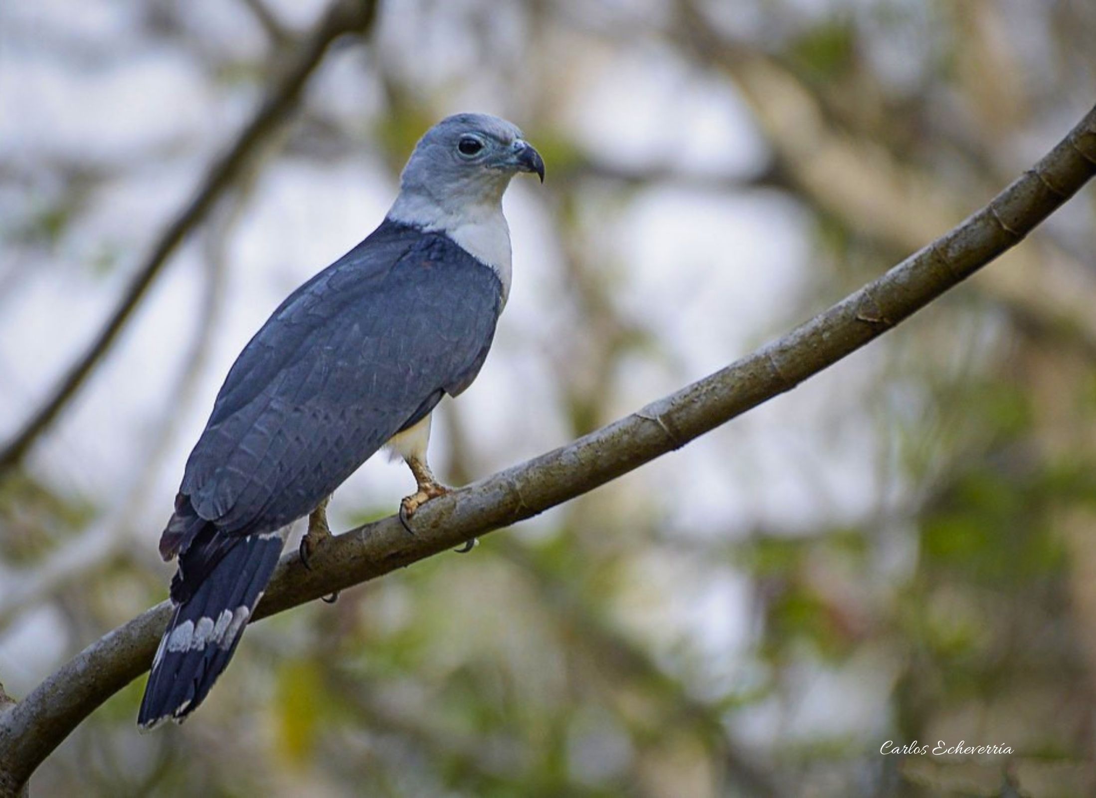 Gray-headed Kite