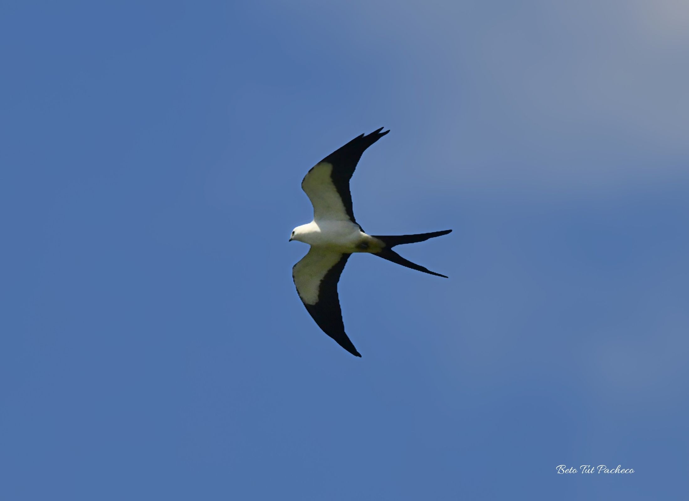 Swallow-tailed Kite