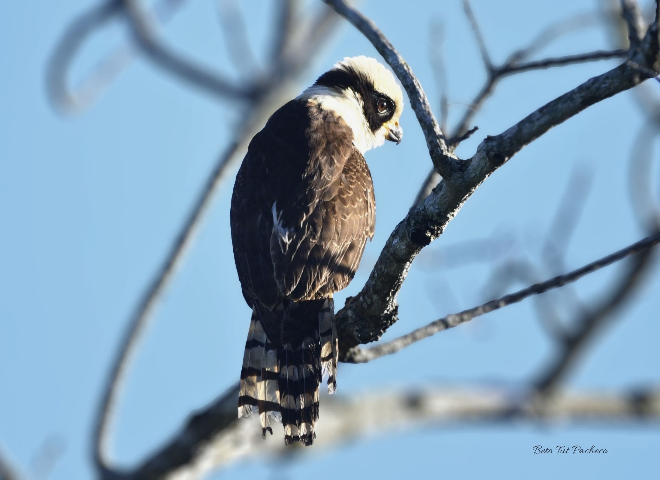 Laughing Falcon