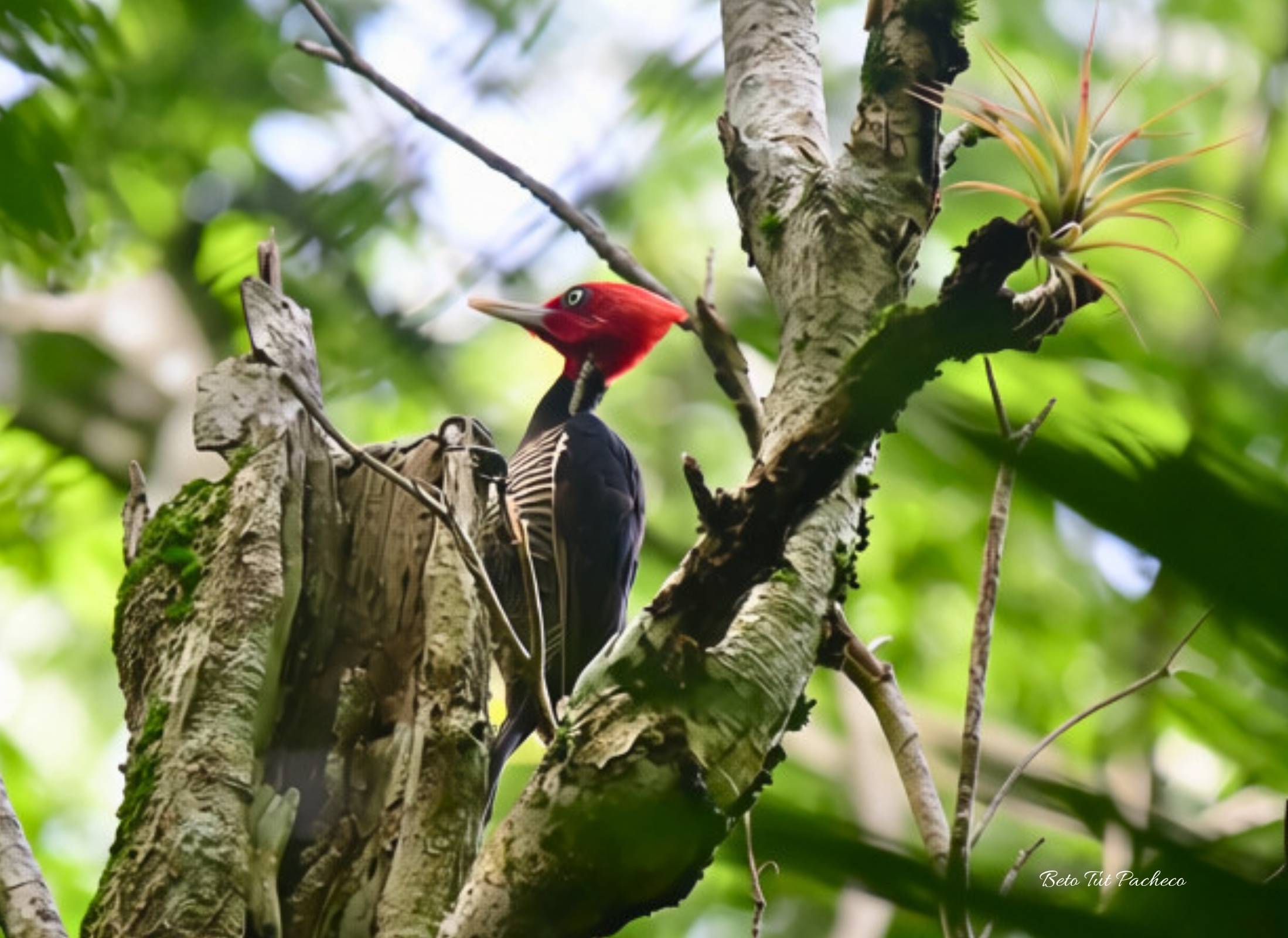 Pale-billed Woodpecker