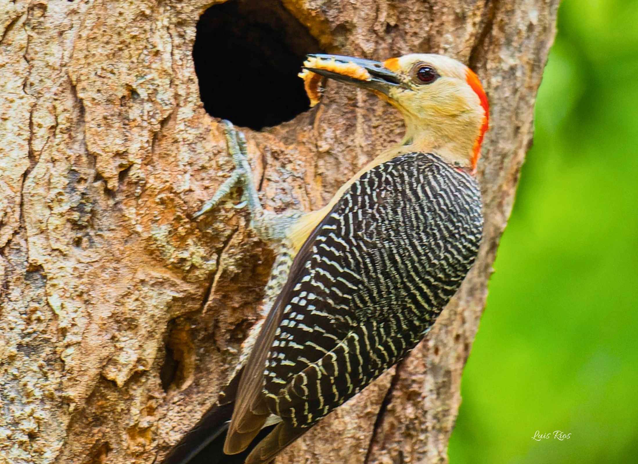 Golden-fronted Woodpecker