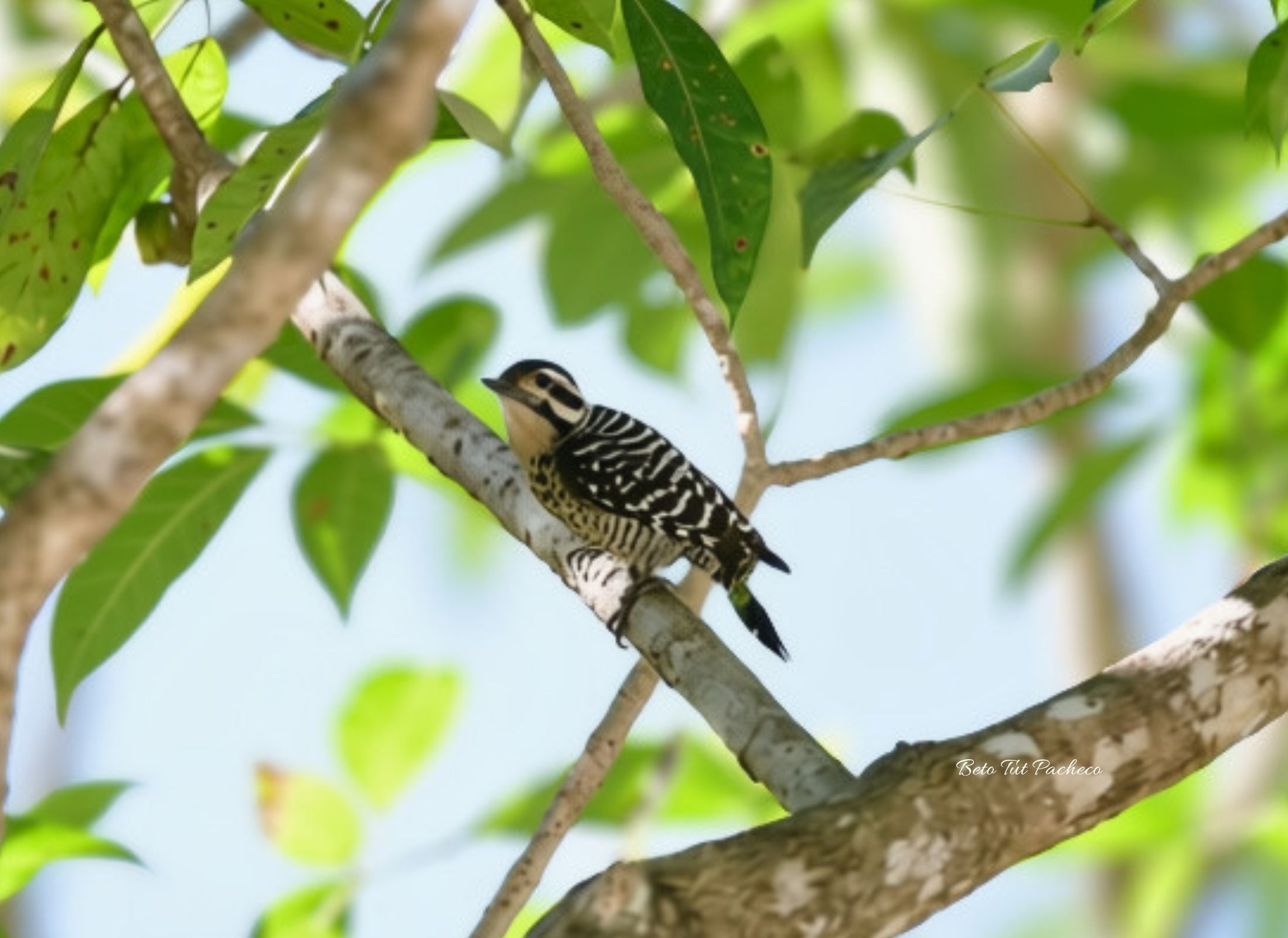 Ladder-backed Woodpecker