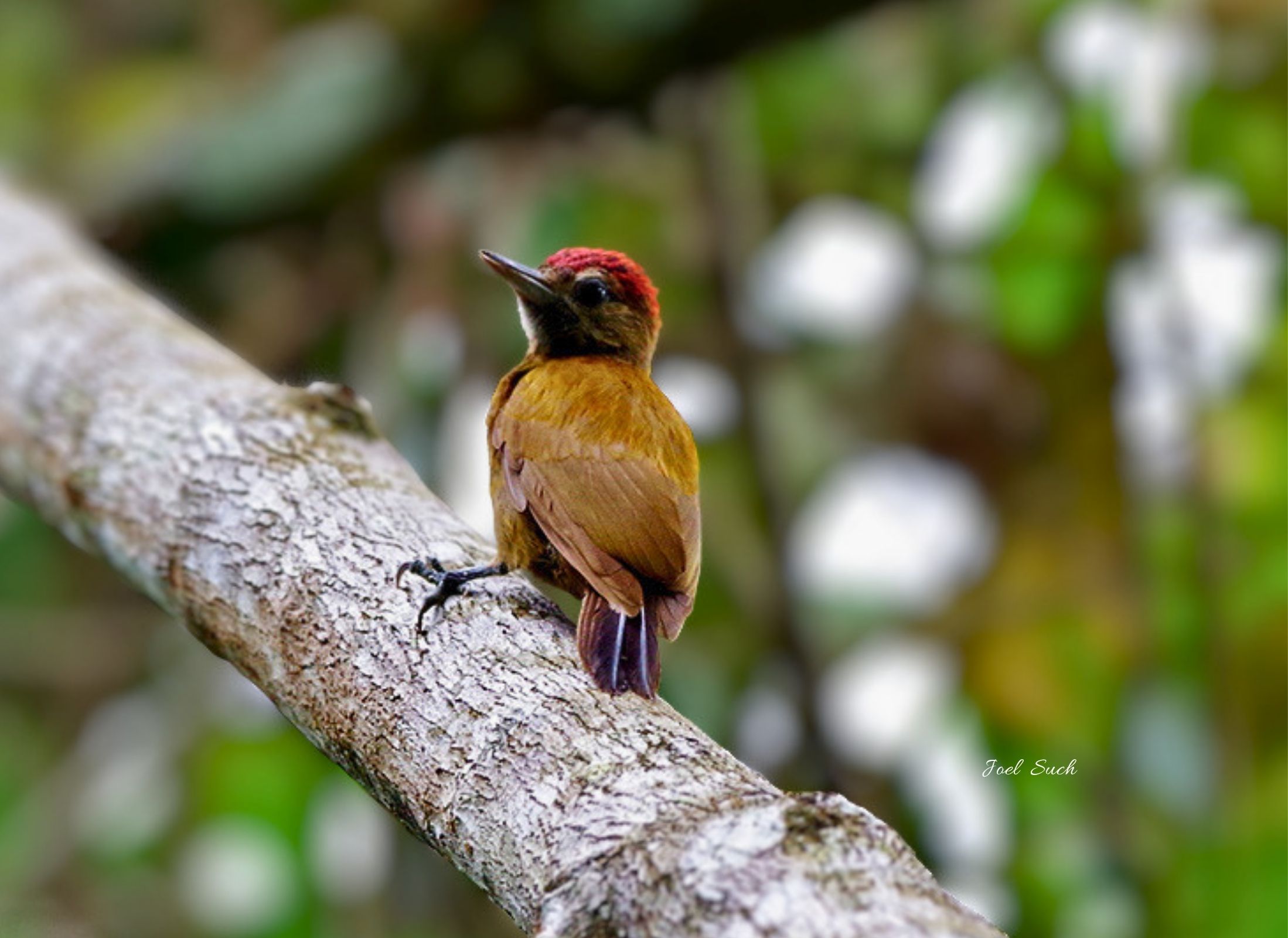 Smoky-brown Woodpecker