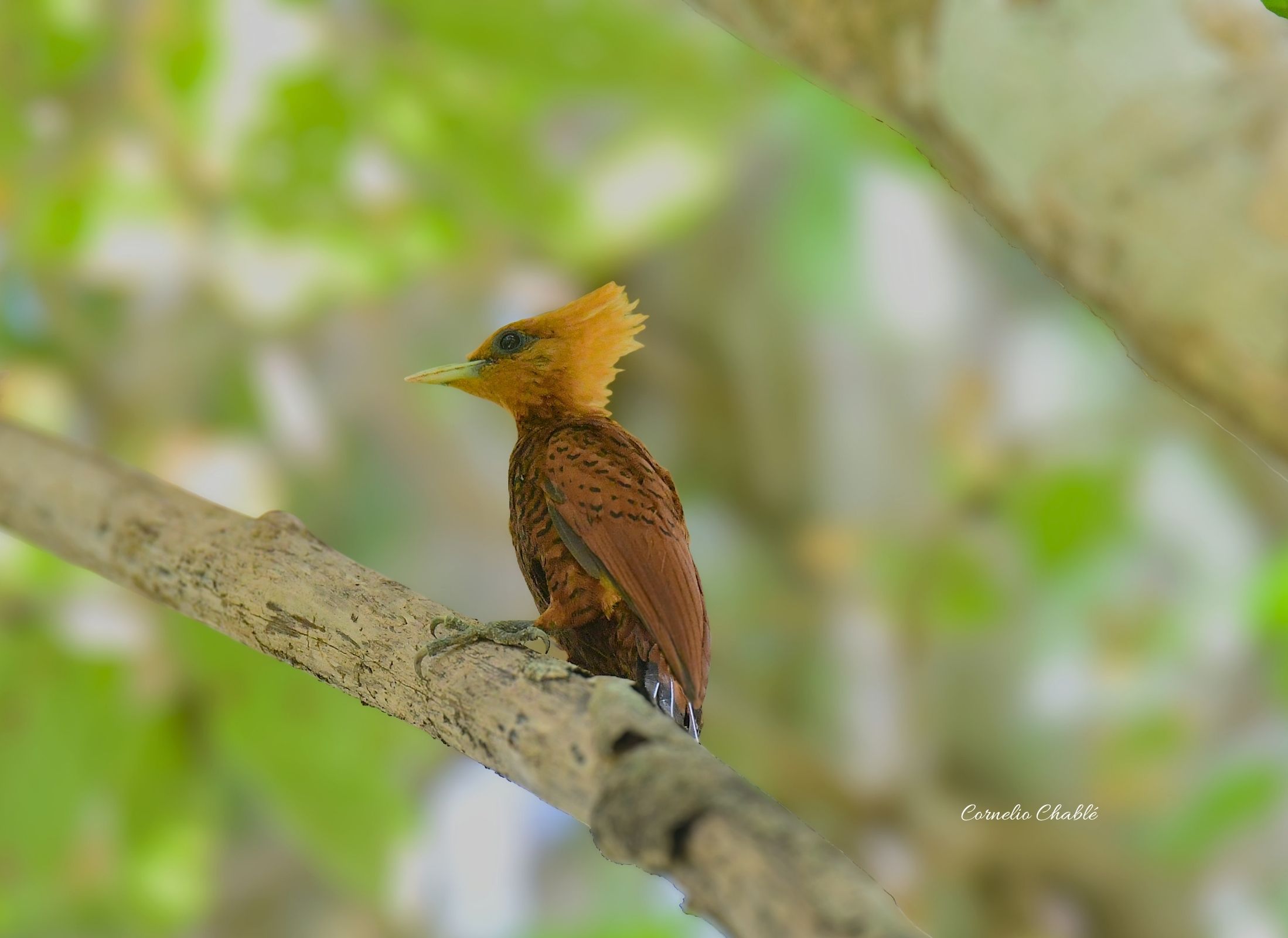 Chestnut-colored Woodpecker
