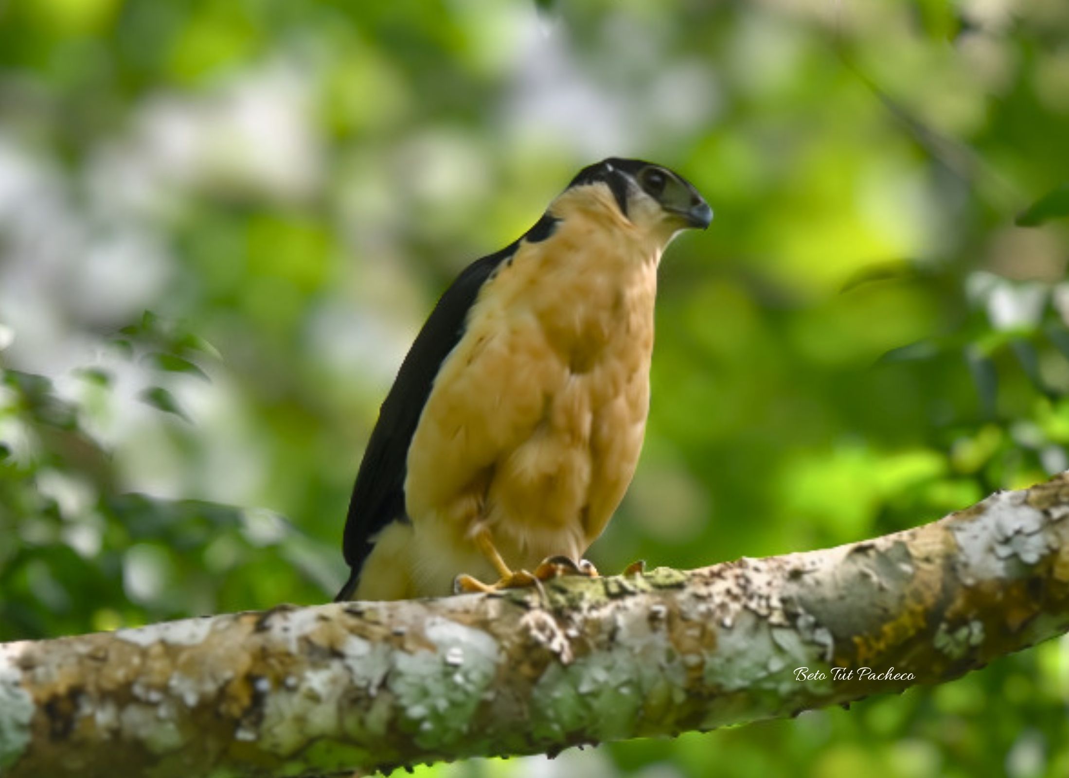 Collared Forest-Falcon