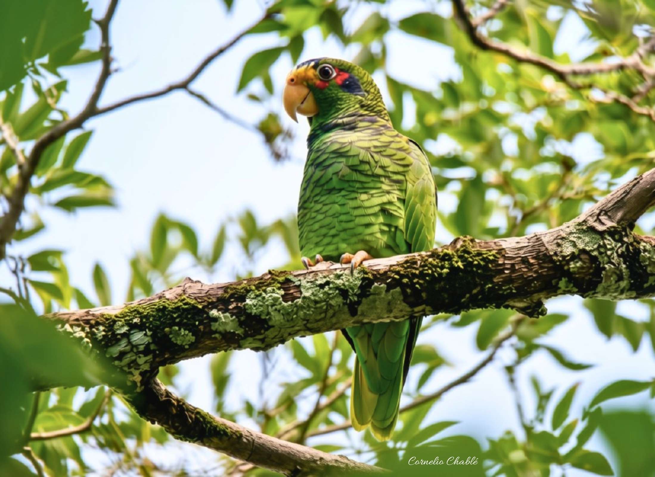 Yellow-lored Amazon