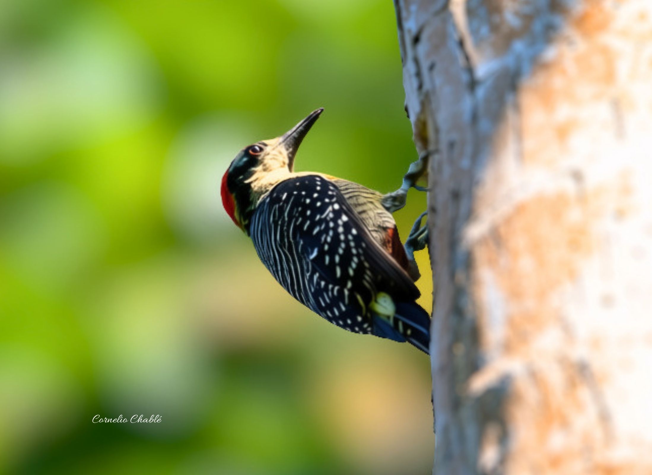 Black-cheeked Woodpecker