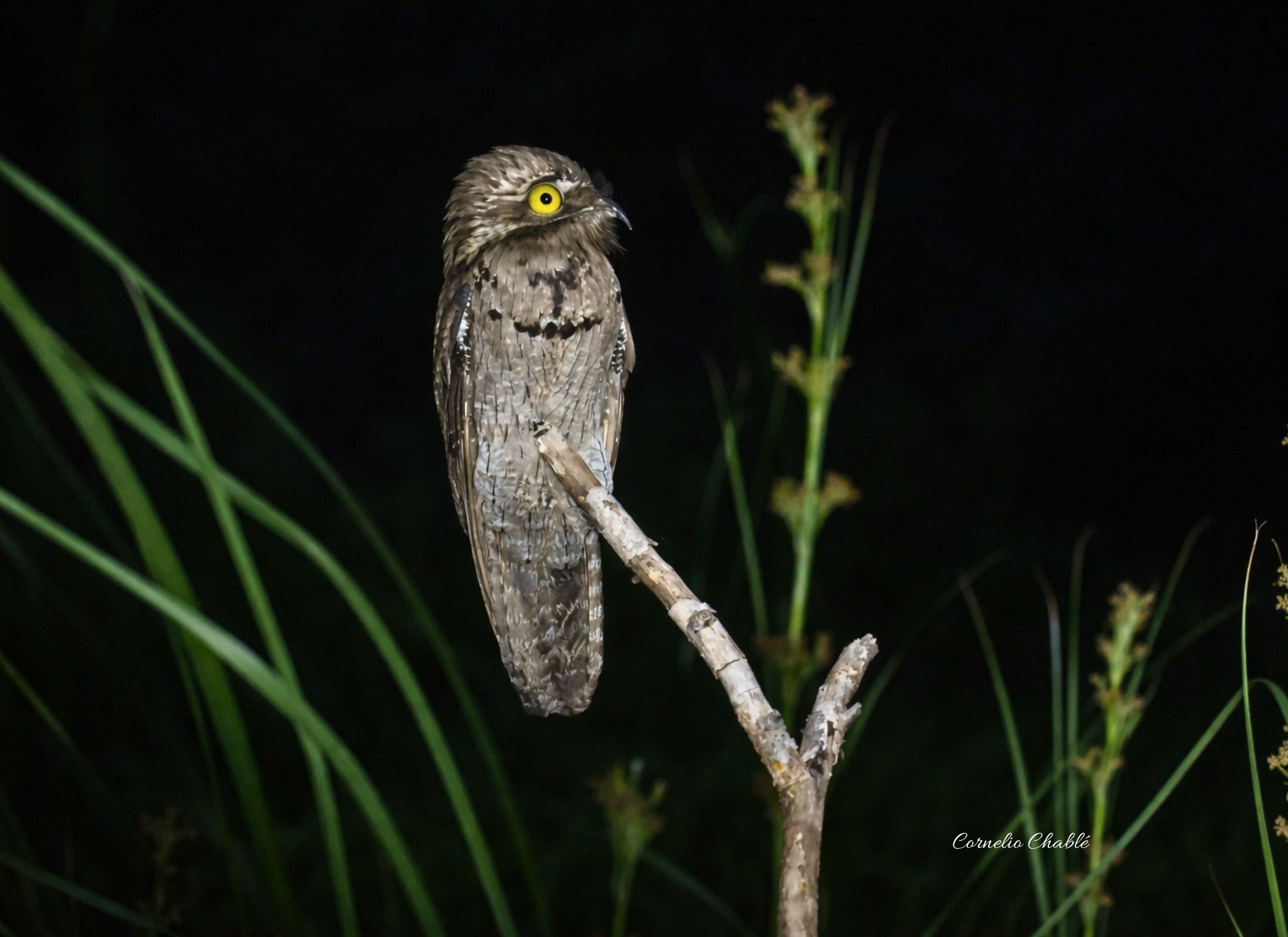 Northern Potoo