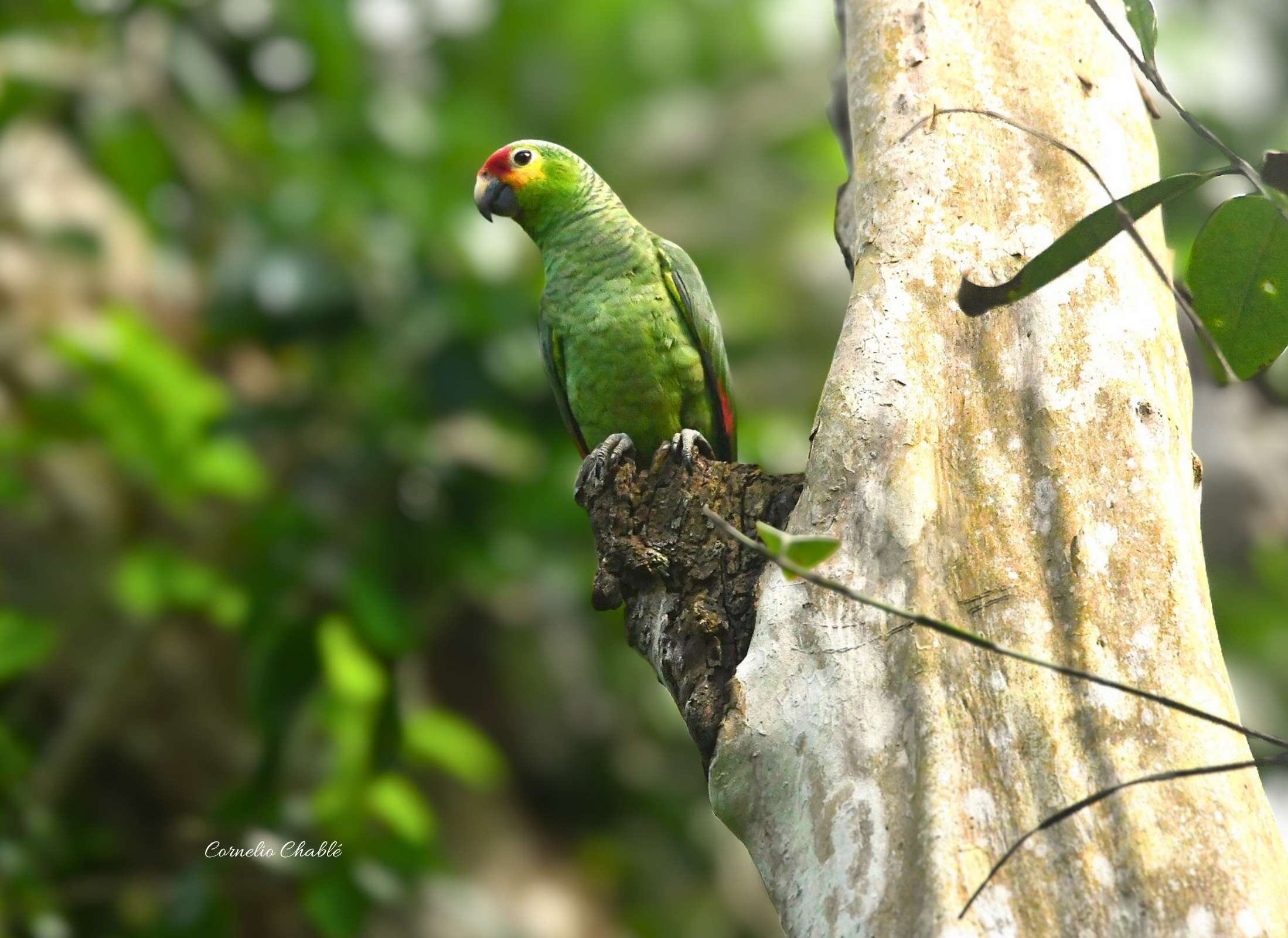 Red-lored Amazon