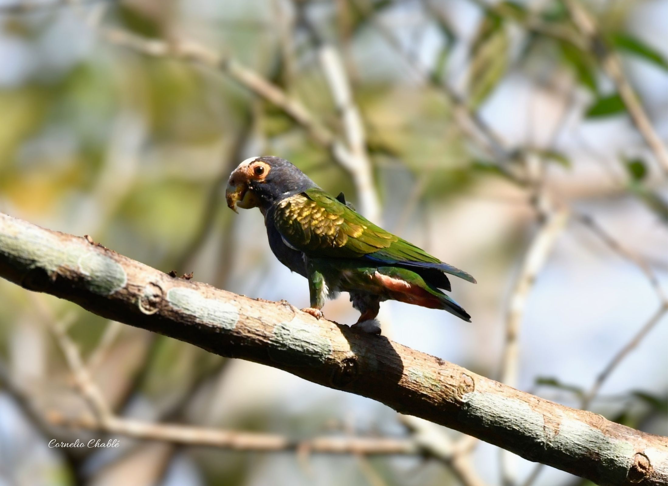 White-crowned Parrot