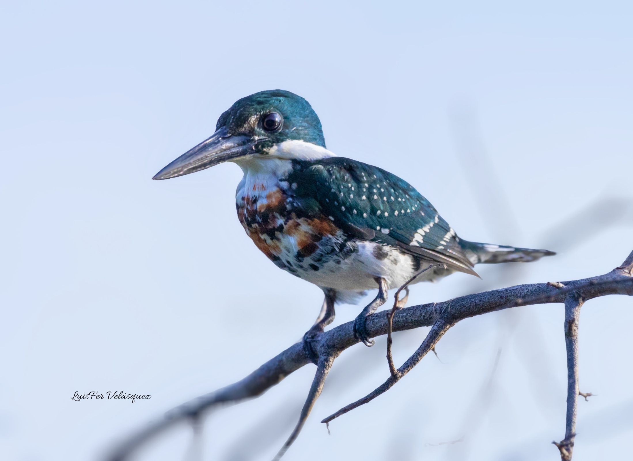 Green Kingfisher