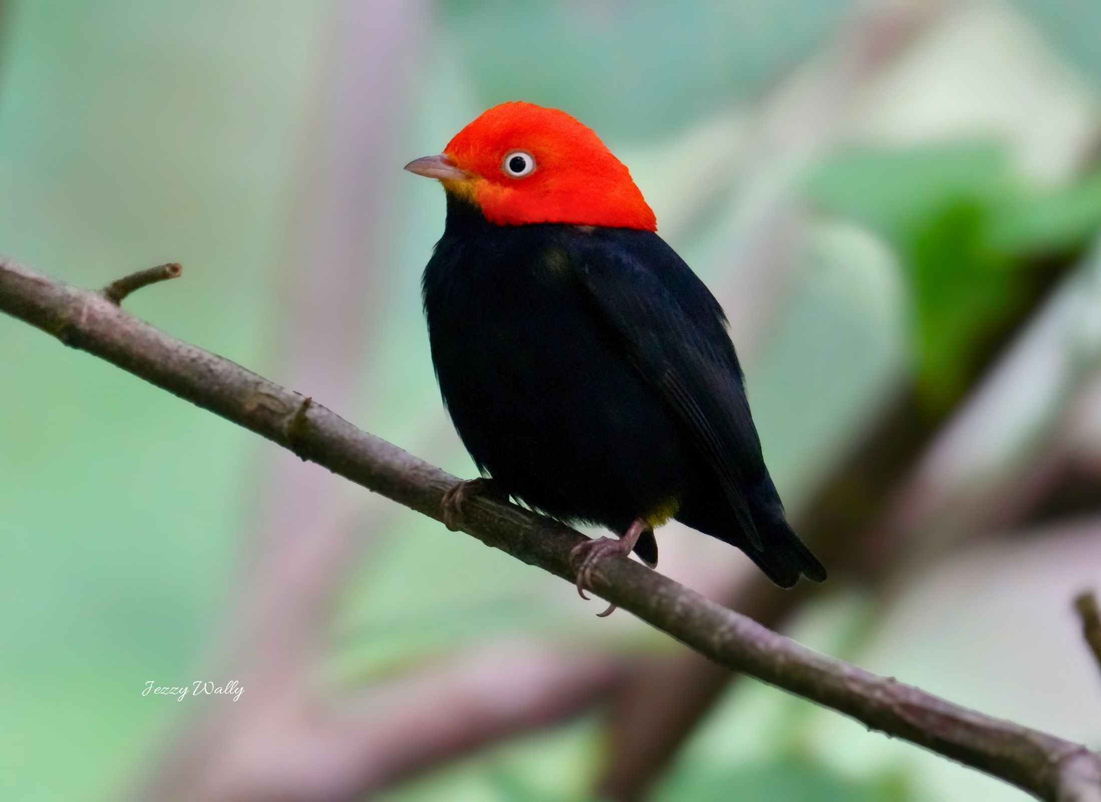 Red-capped Manakin