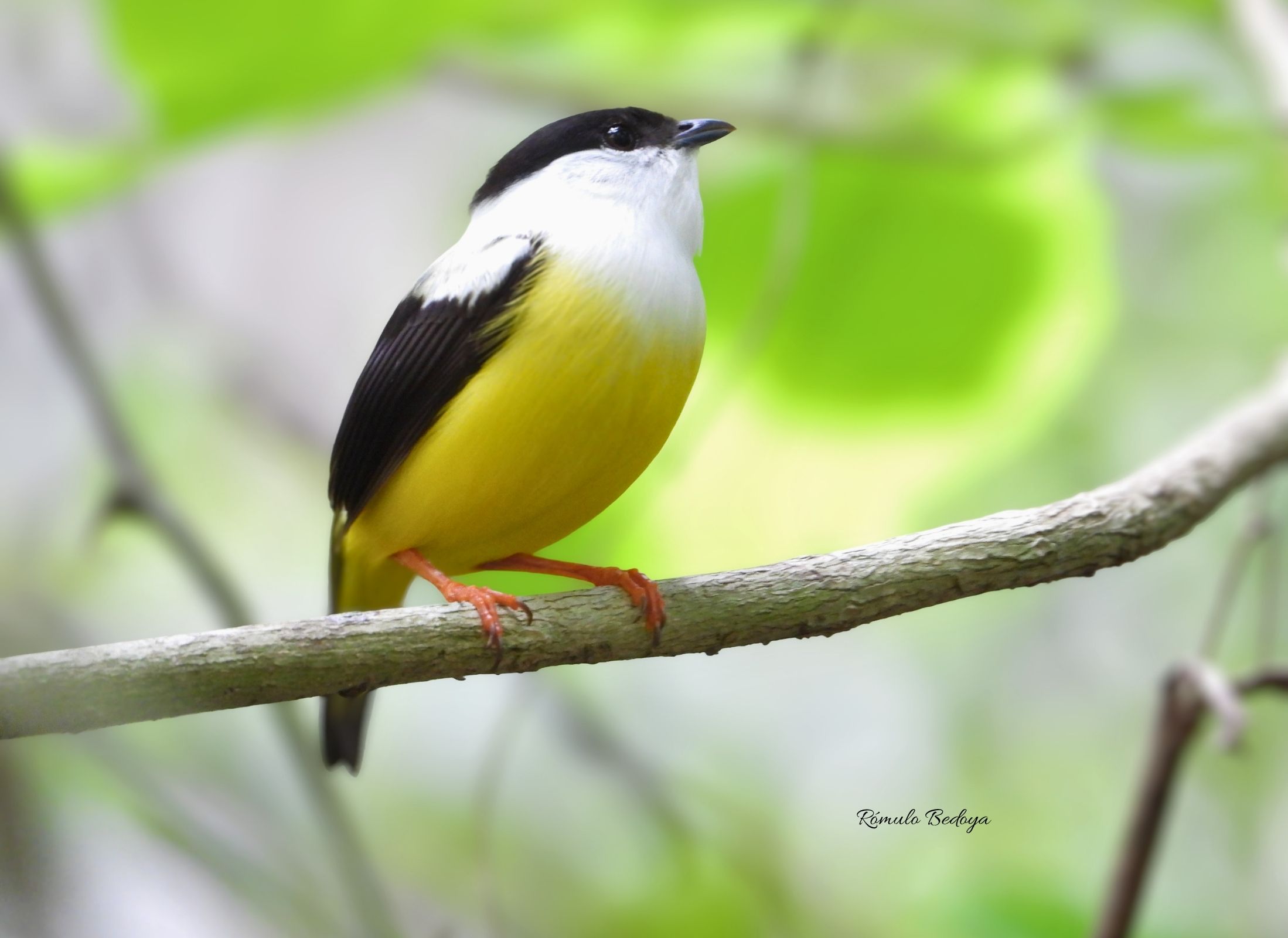 White-collared Manakin
