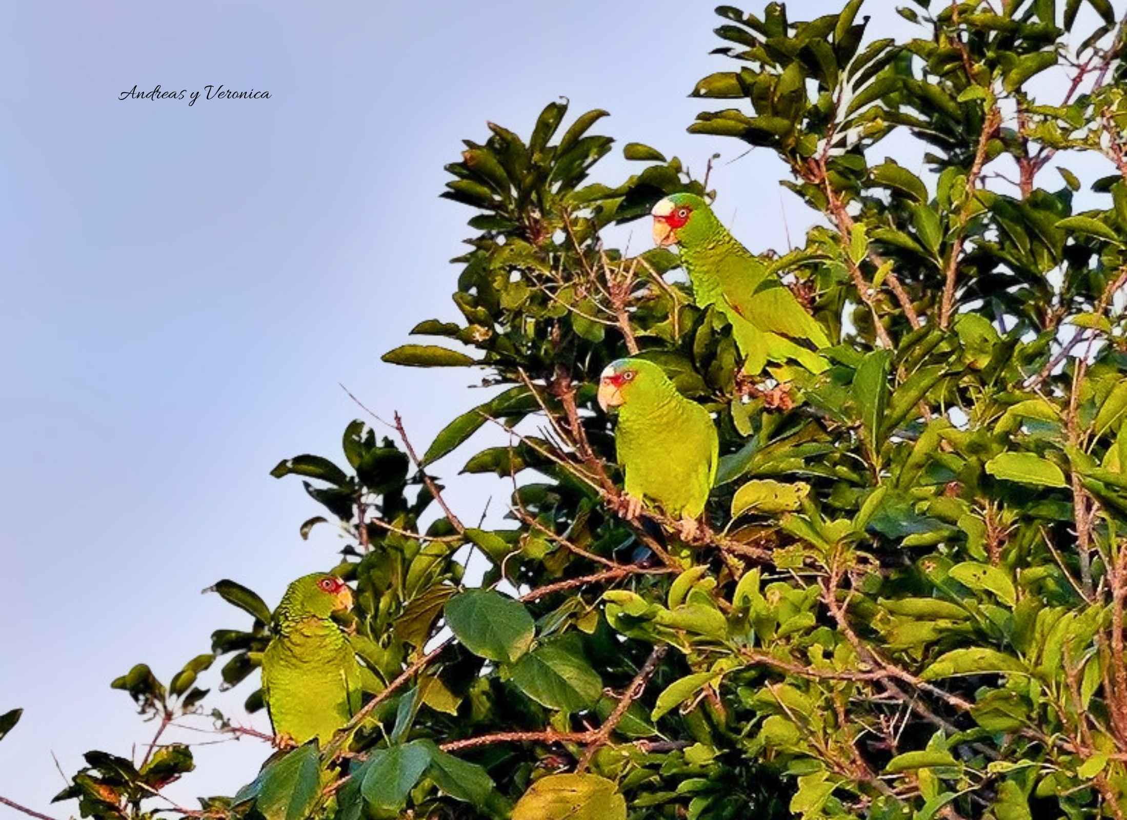 White-fronted Amazon