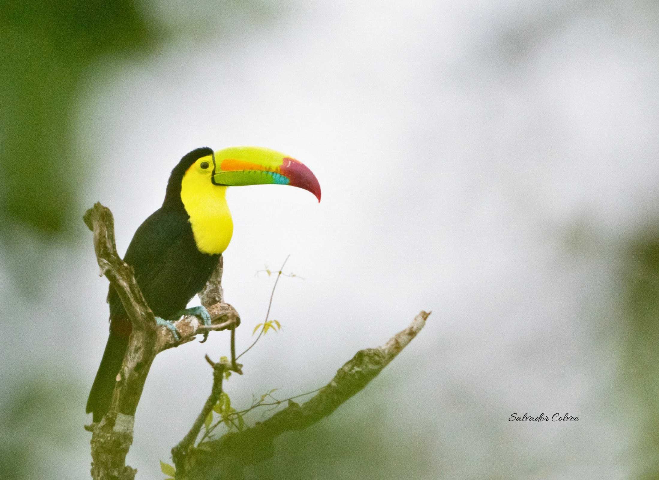 Keel-billed Toucan