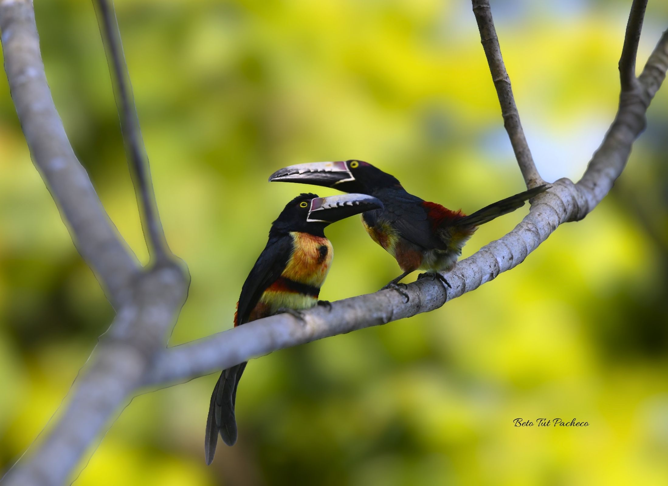 Collared Aracari