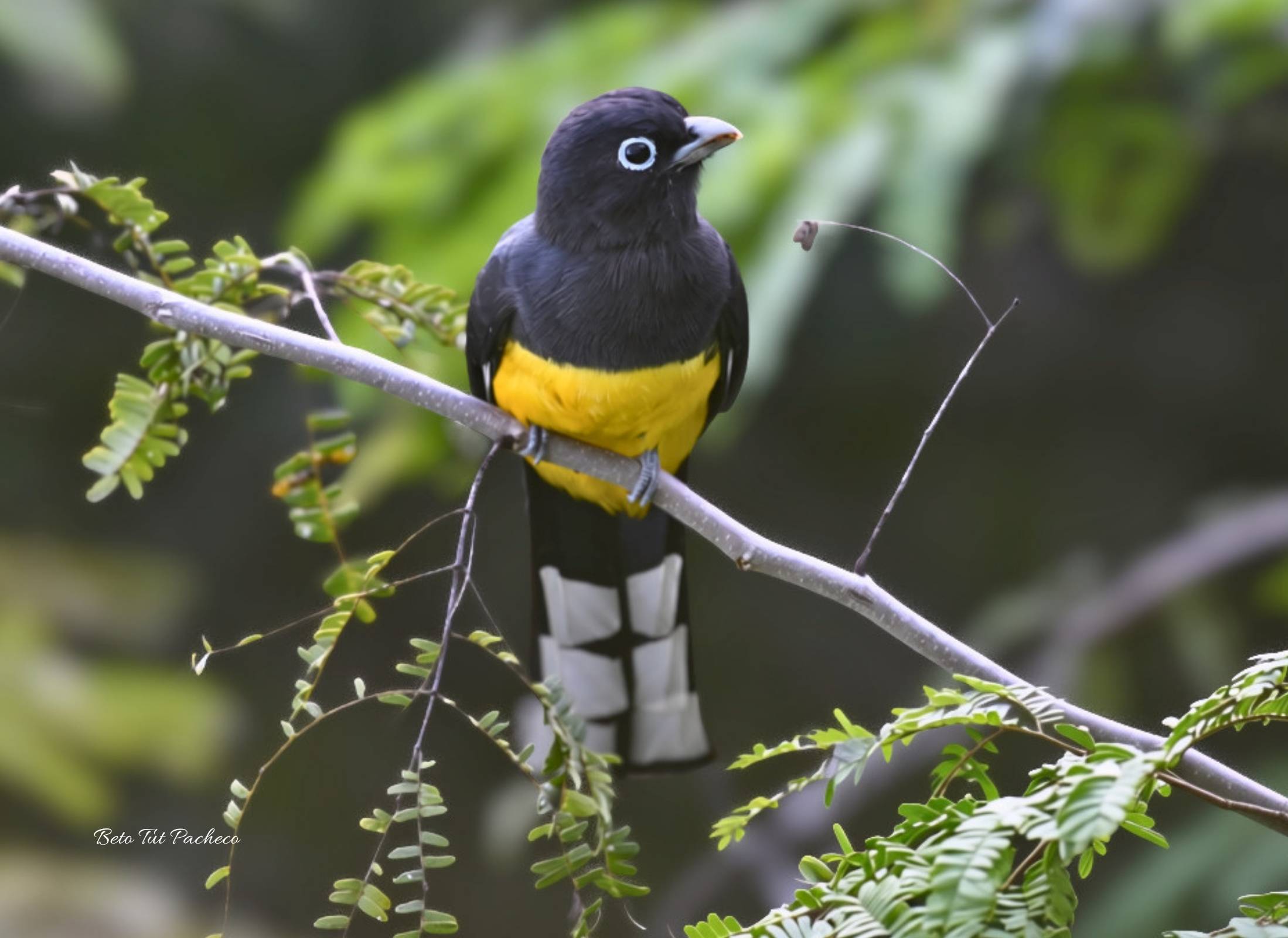 Black-headed Trogon