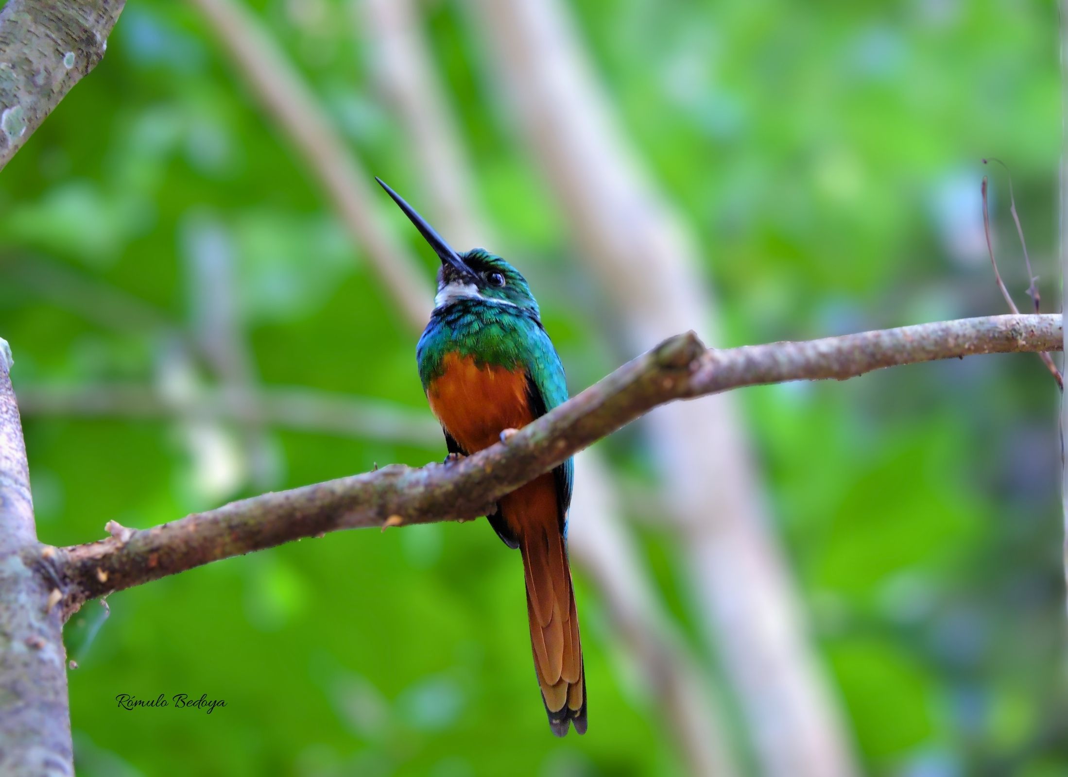 Rufous-tailed Jacamar
