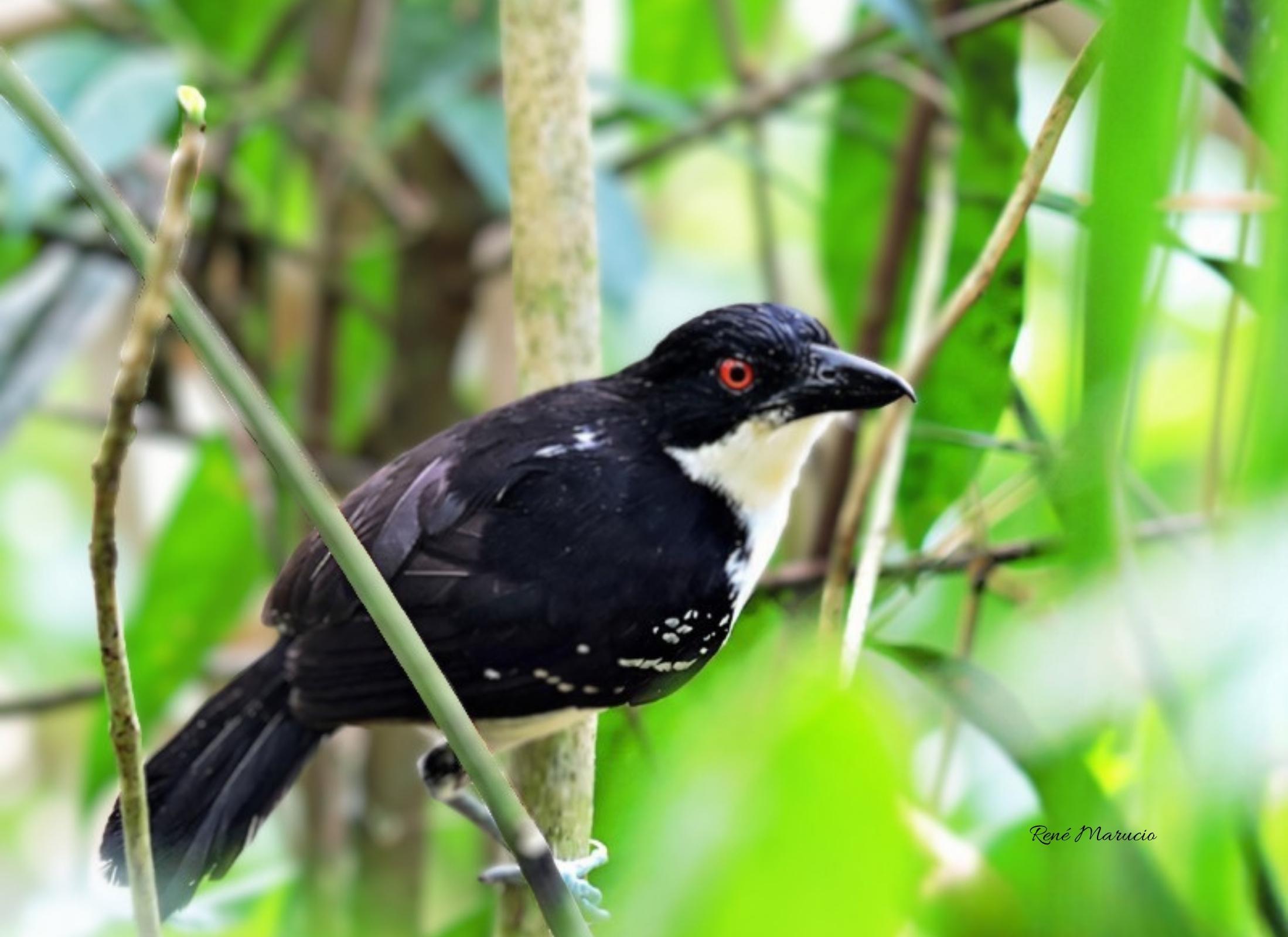 Great Antshrike