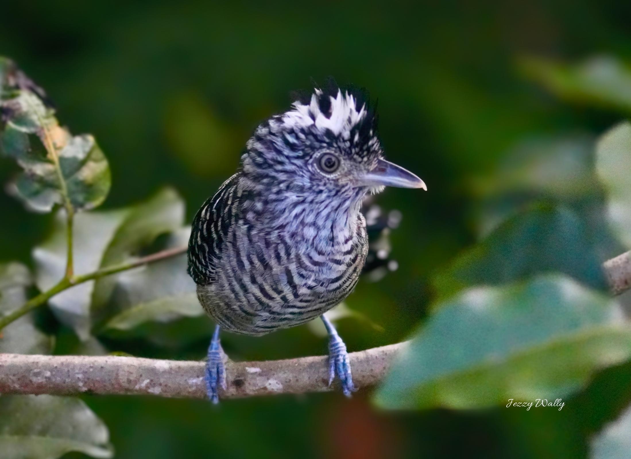 Barred Antshrike