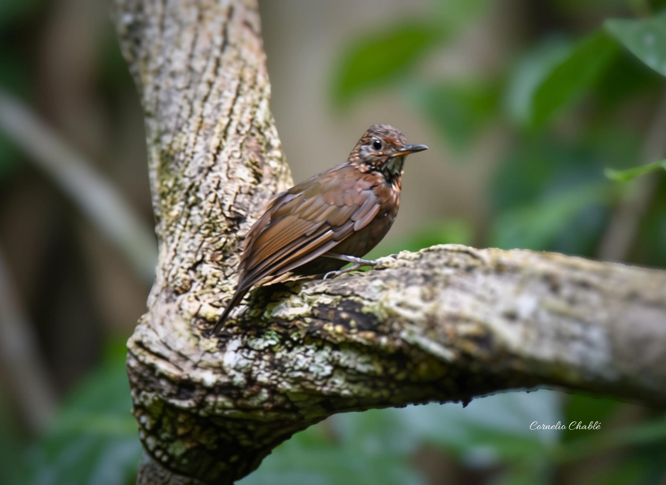 Scaly-throated Leaftosser