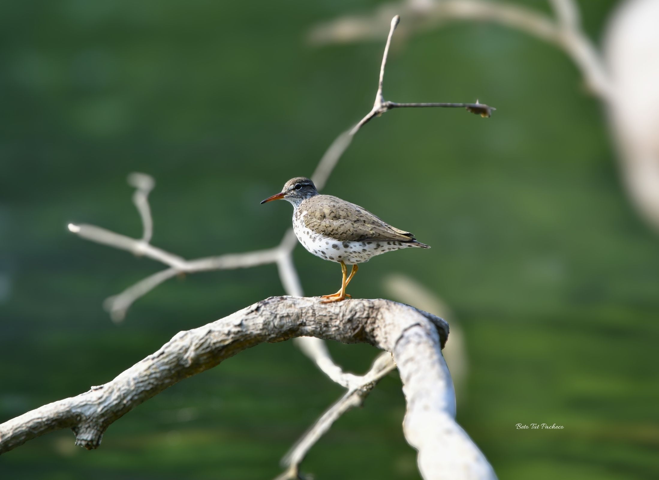 Spotted Sandpiper