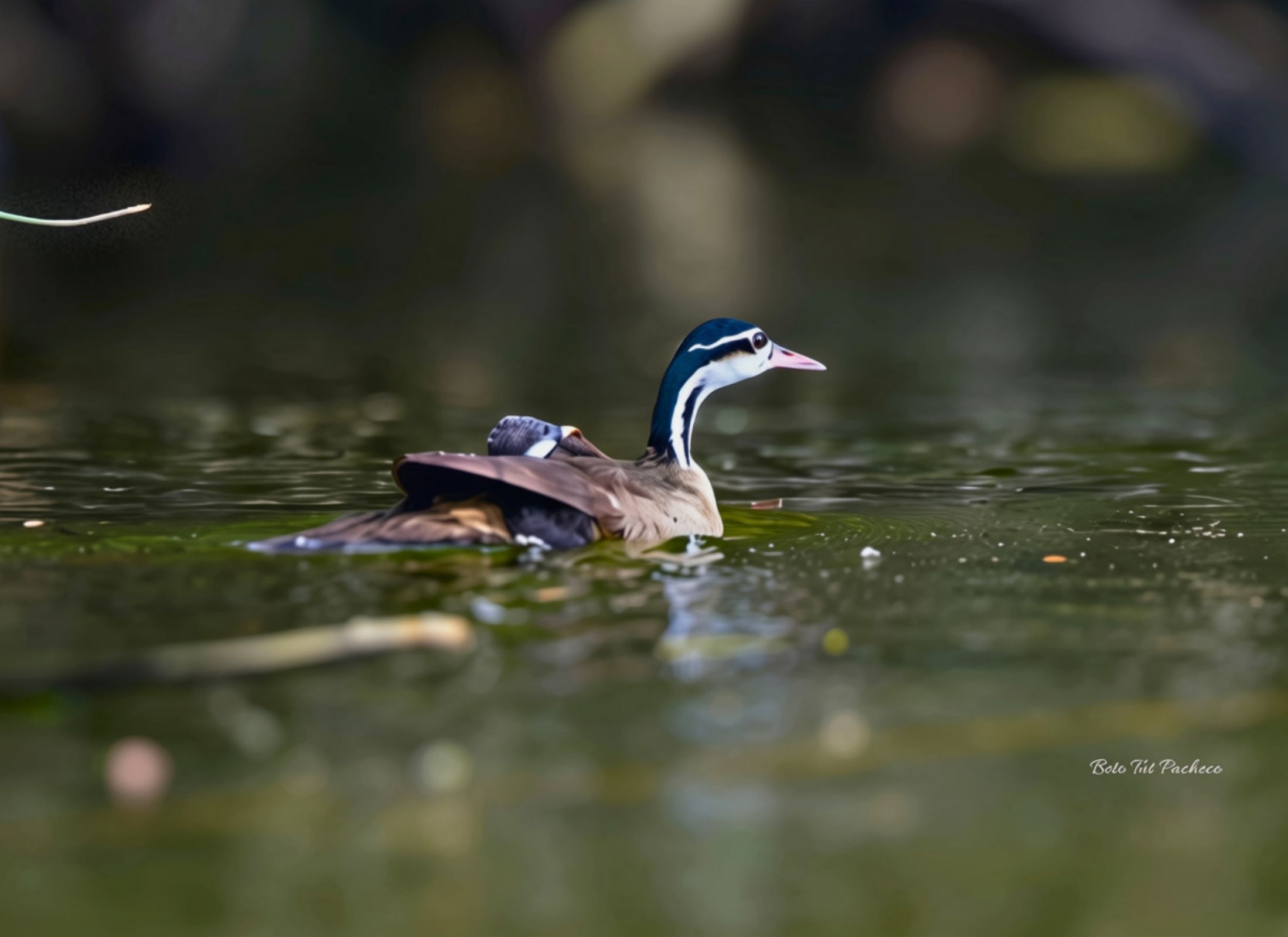 Sungrebe