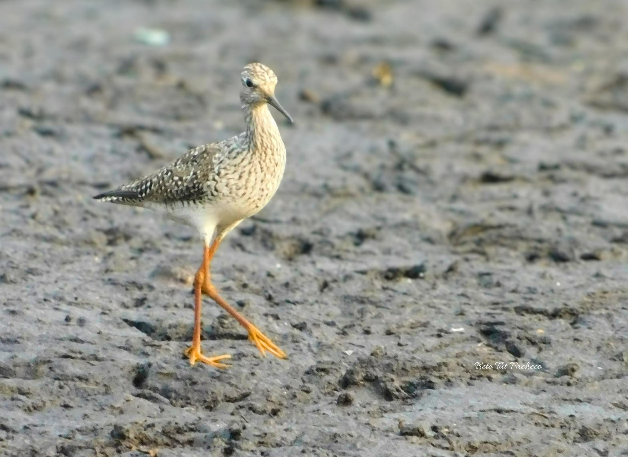 Greater Yellowlegs