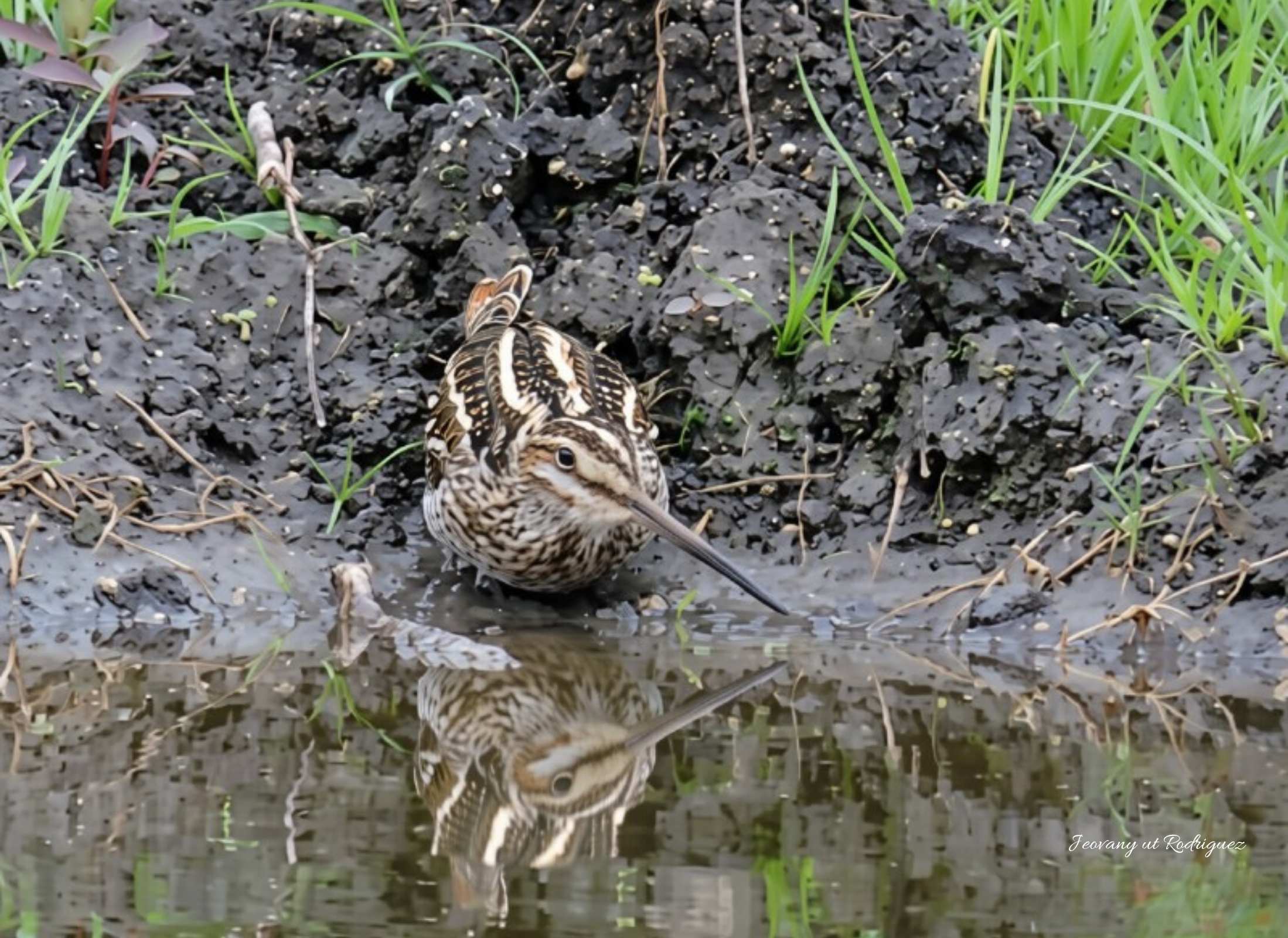 Wilsons Snipe