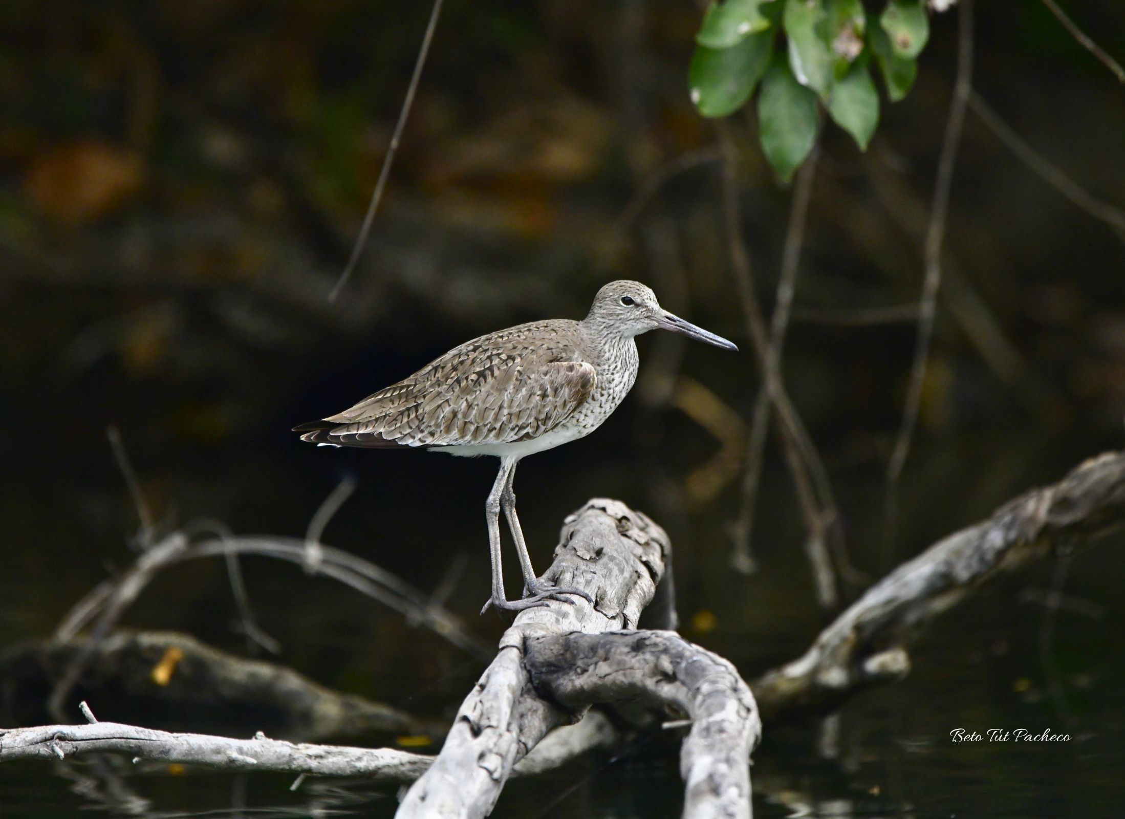 Willet