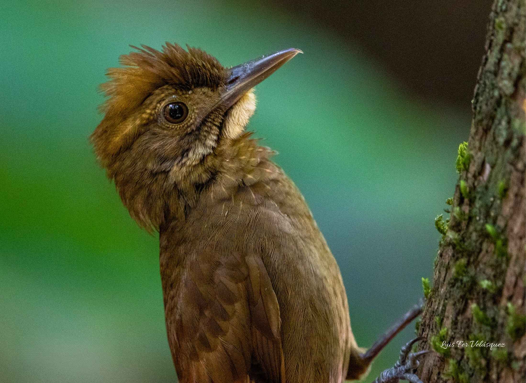 Tawny-winged Woodcreeper