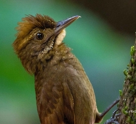 Tawny-winged Woodcreeper