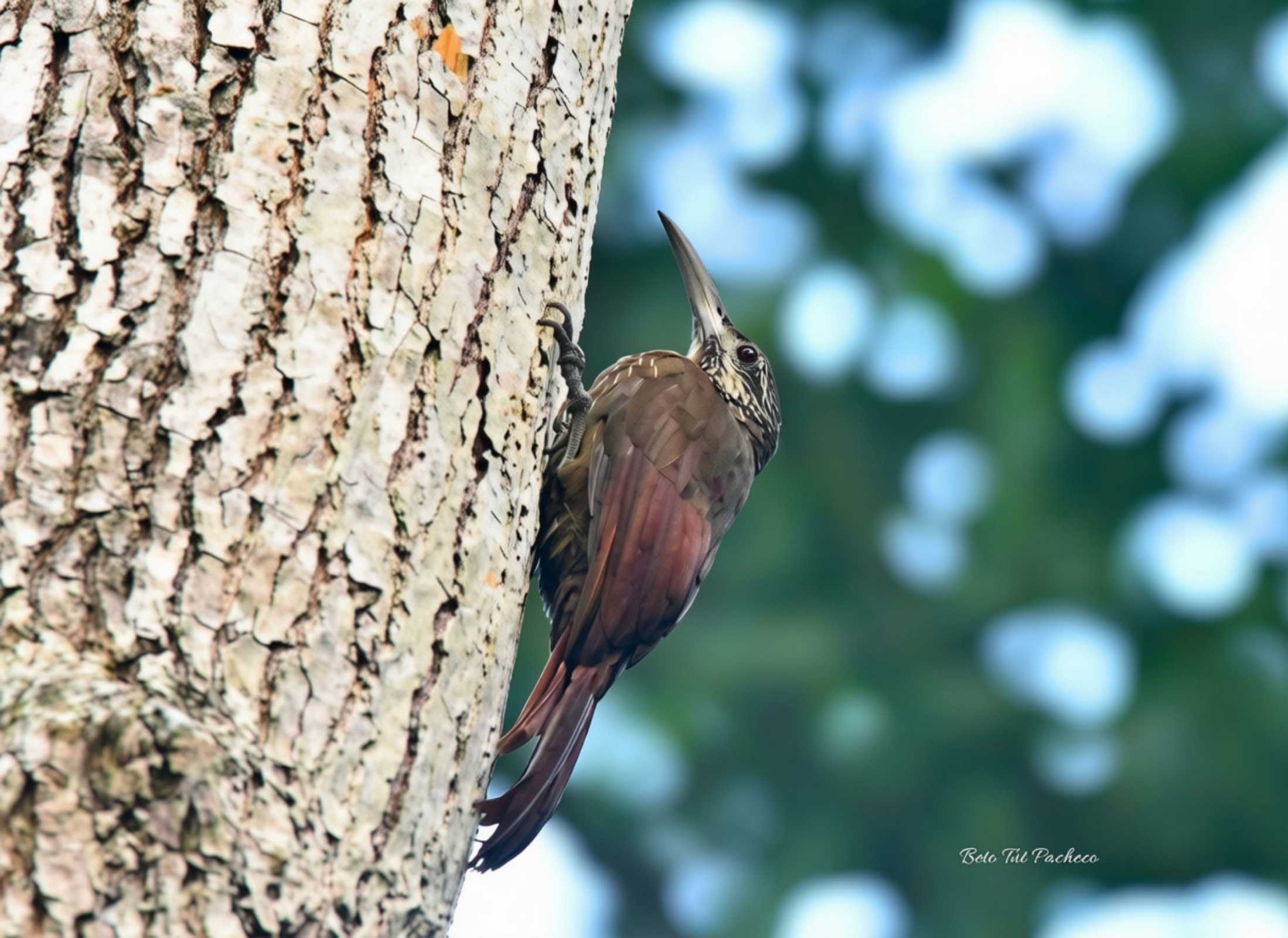 Strong-billed Woodcreeper